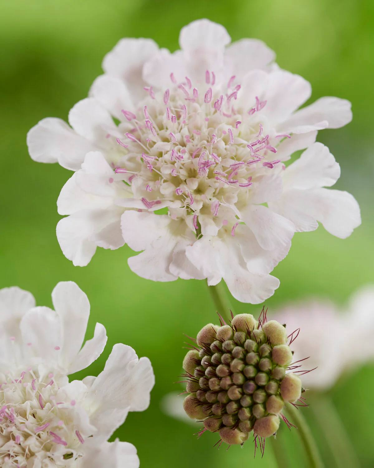 Scabiosa 'Kudo White' - Image 2