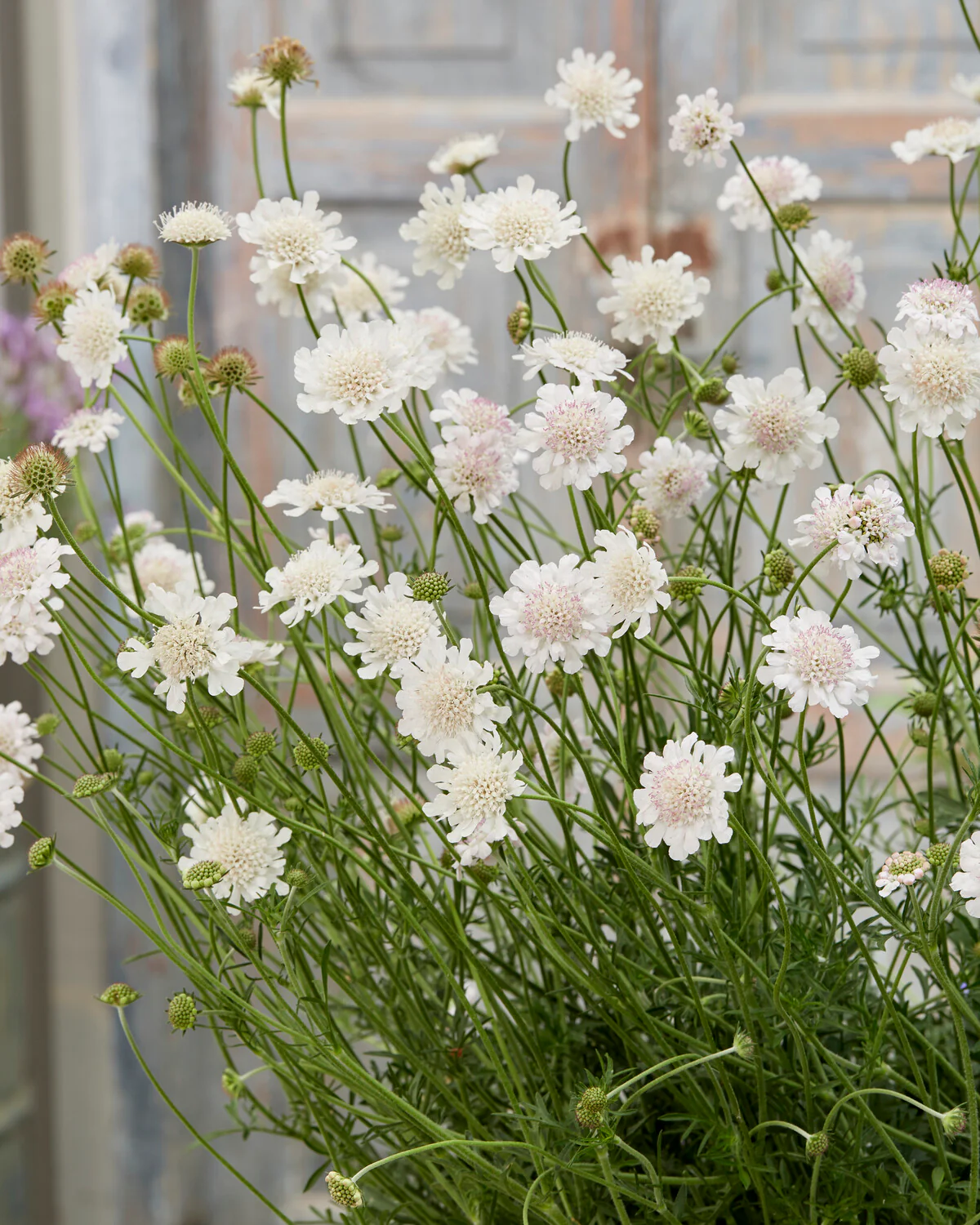 Scabiosa 'Kudo White' - Image 3