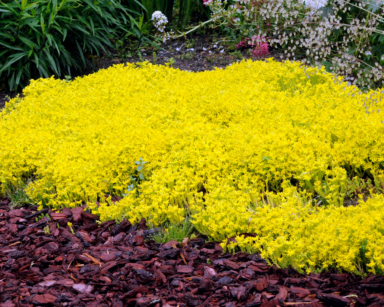 Sedum acre - Image 2