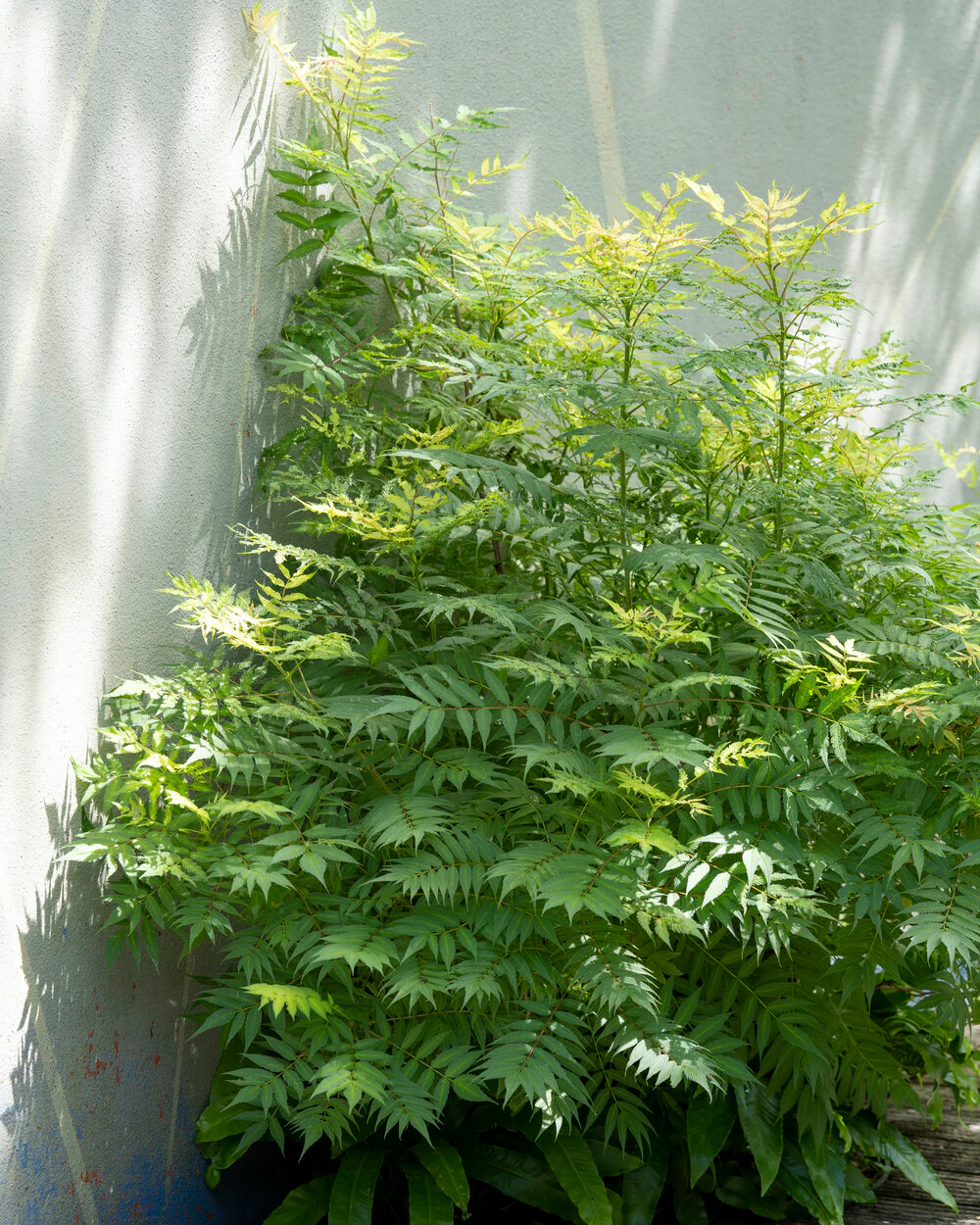 Sorbaria 'Sem' - Image 4