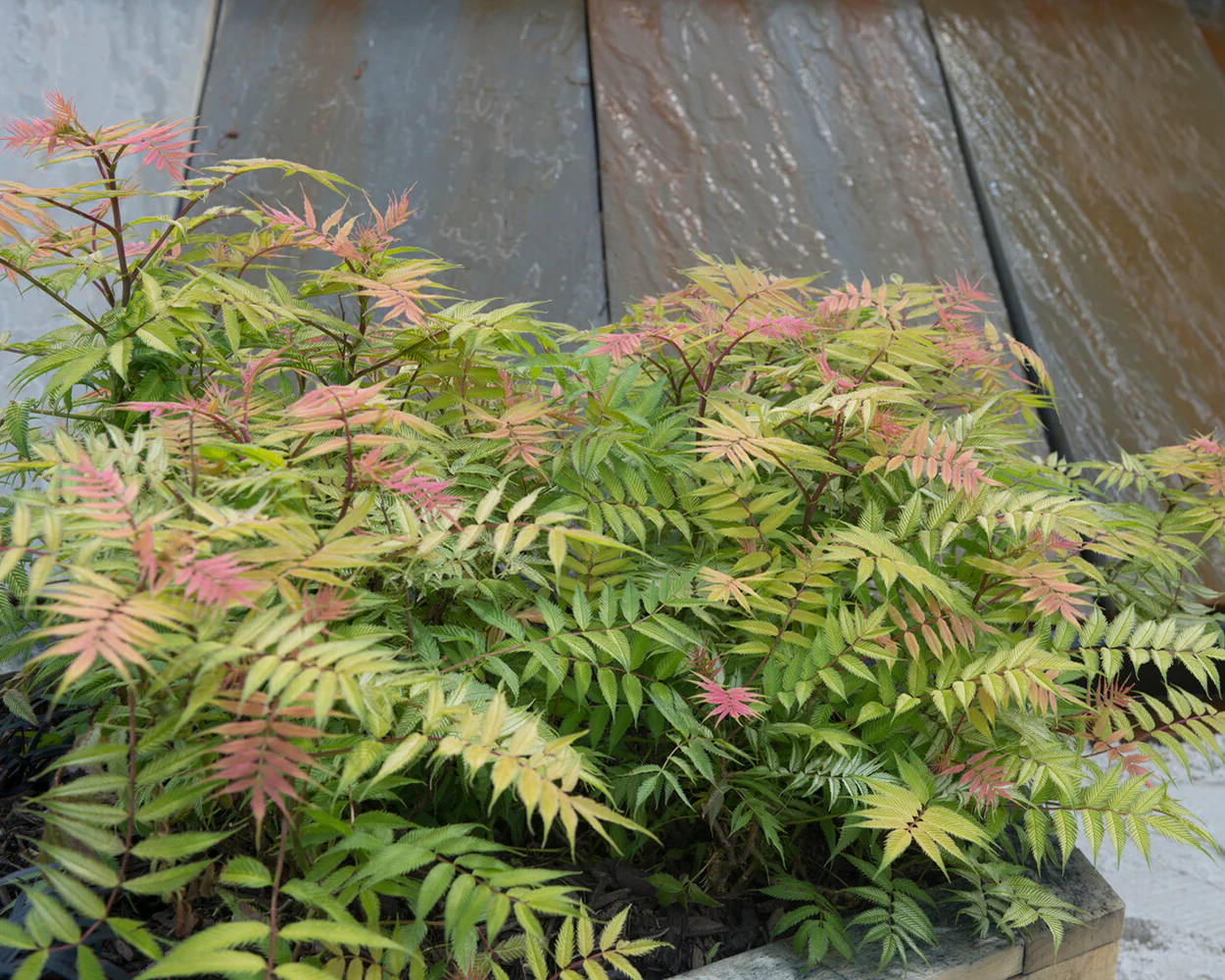 Sorbaria 'Sem' - Image 6