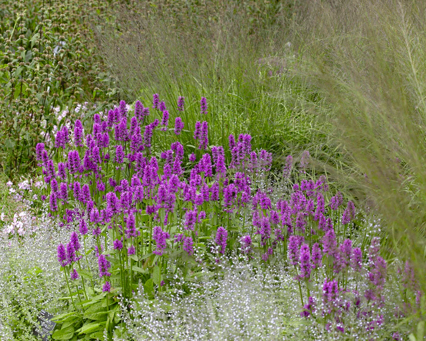 Stachys 'Hummelo' - Image 7