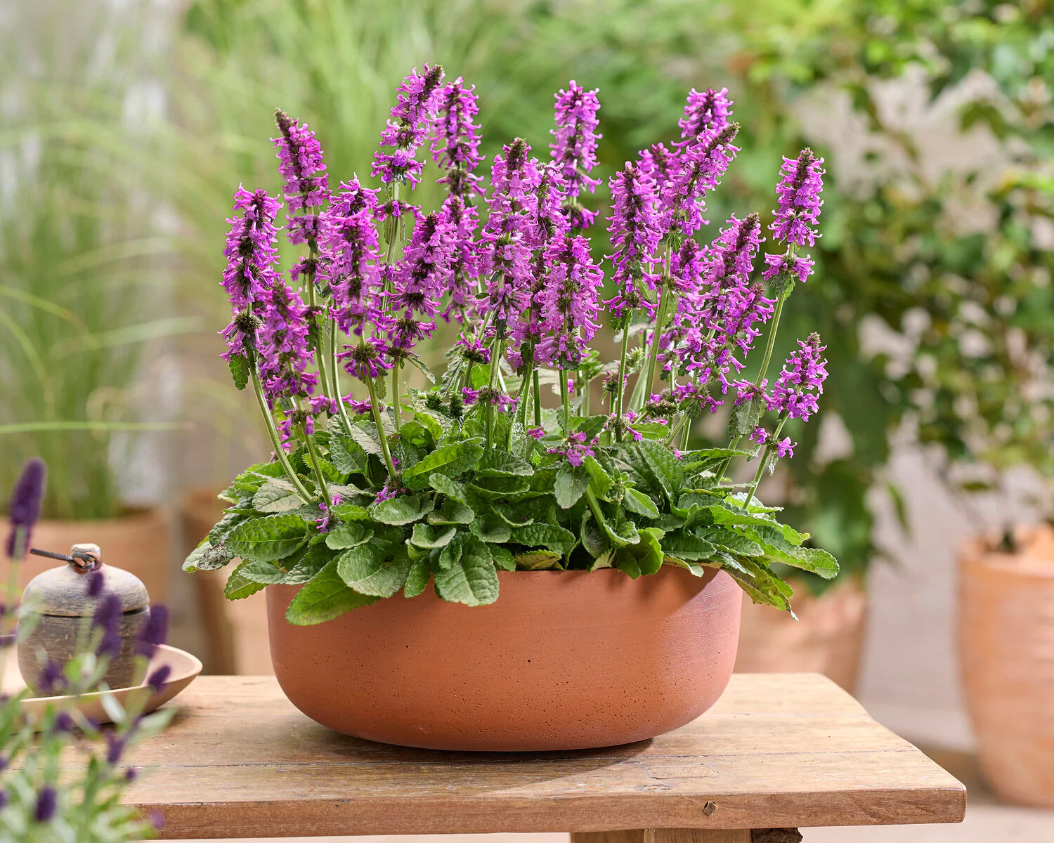 Stachys 'Summer Grapes' - Image 2