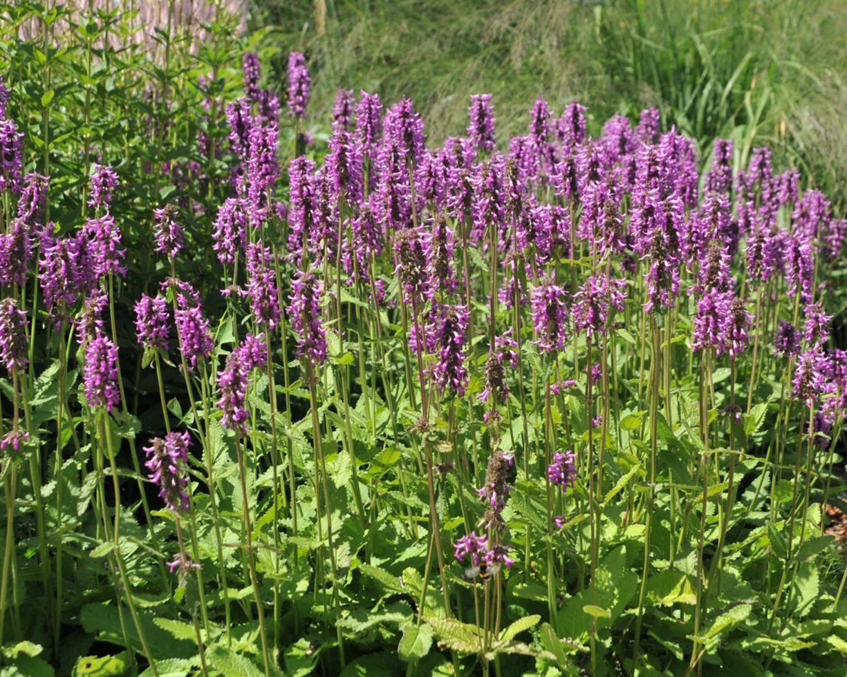 Stachys 'Summer Grapes' - Image 5
