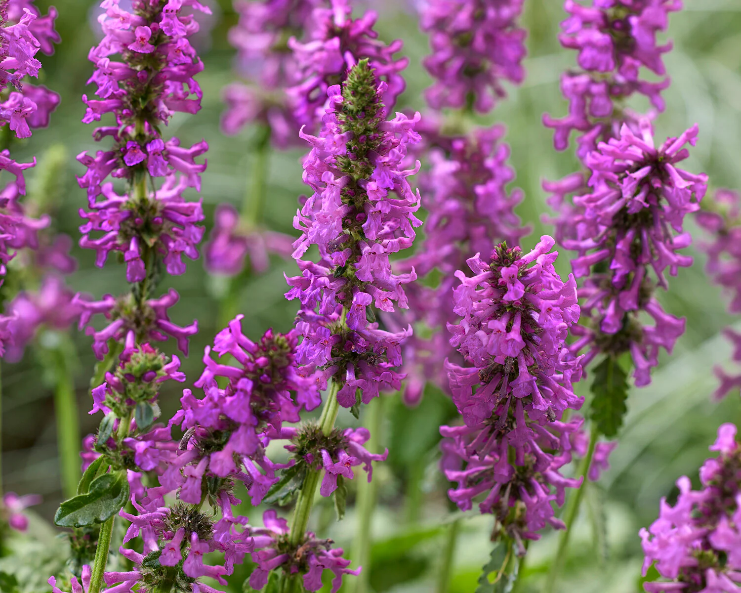 Stachys 'Summer Grapes' - Image 9