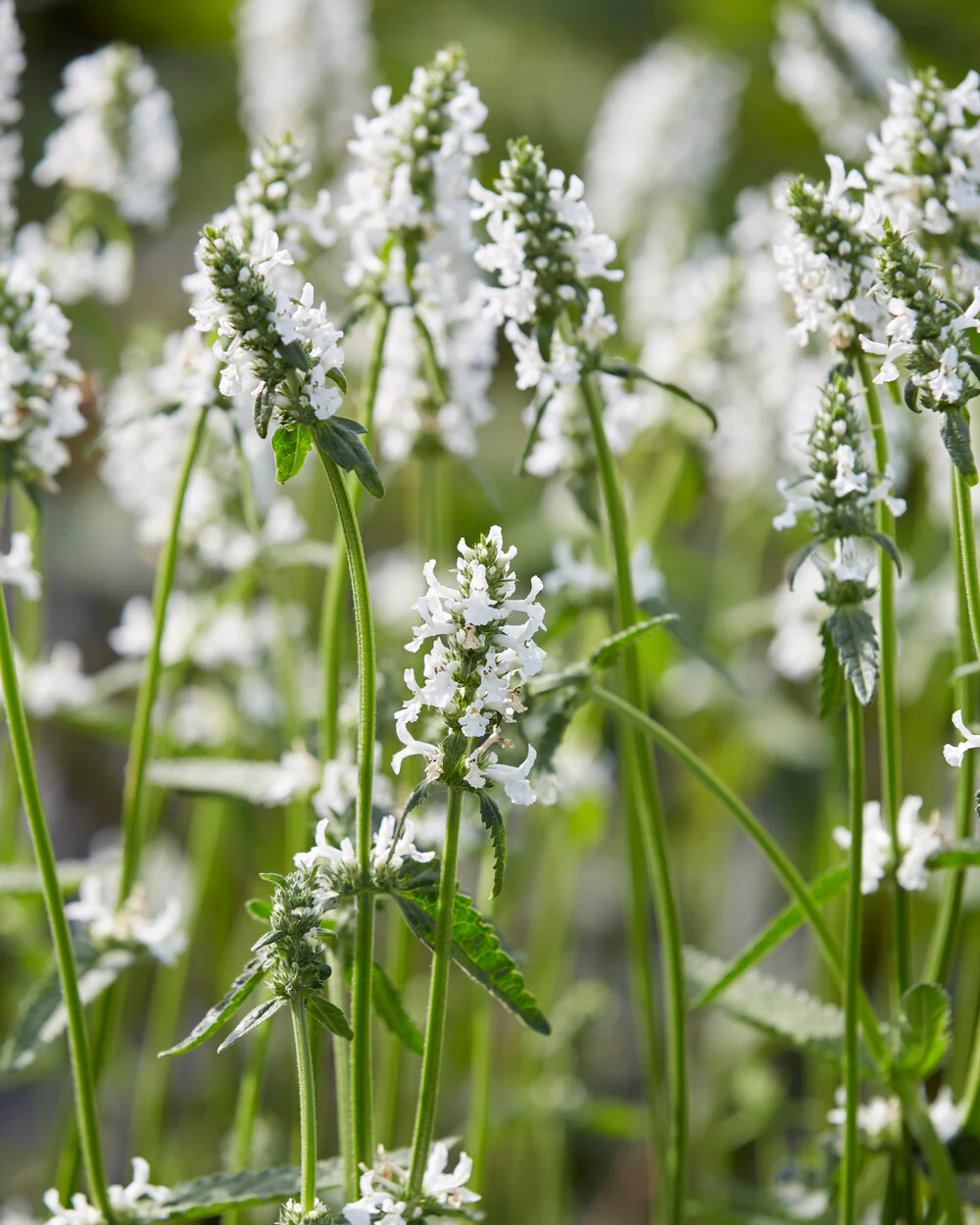 Stachys 'Summer Snowcone'