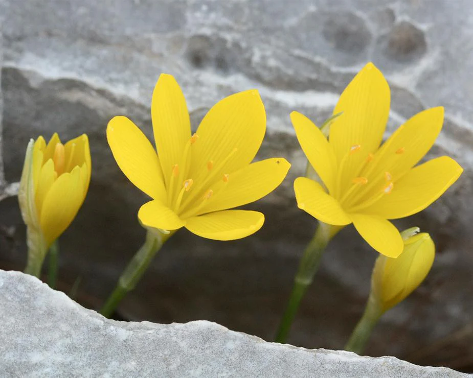 Sternbergia lutea - Image 5