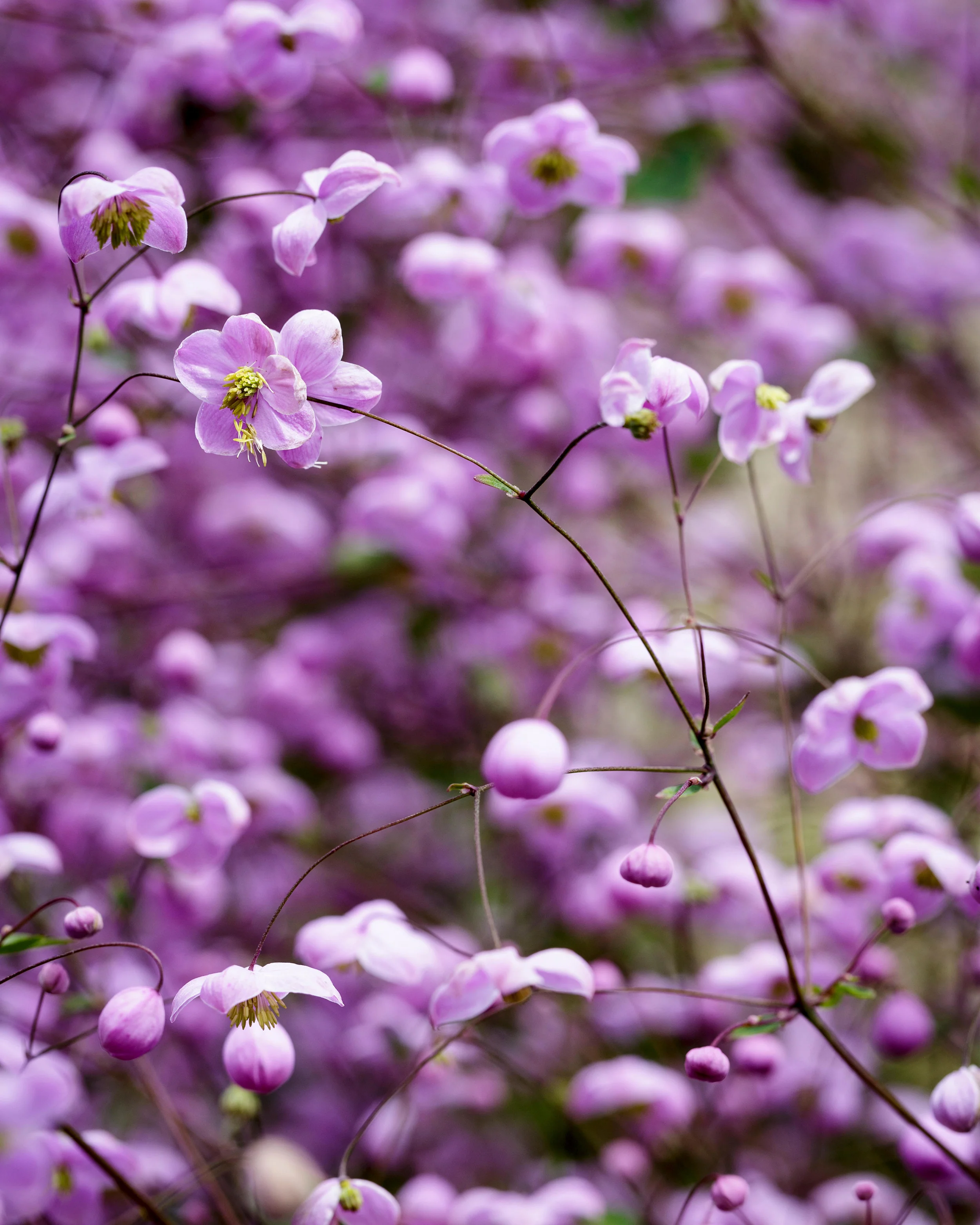 Thalictrum 'Splendide' - Image 2