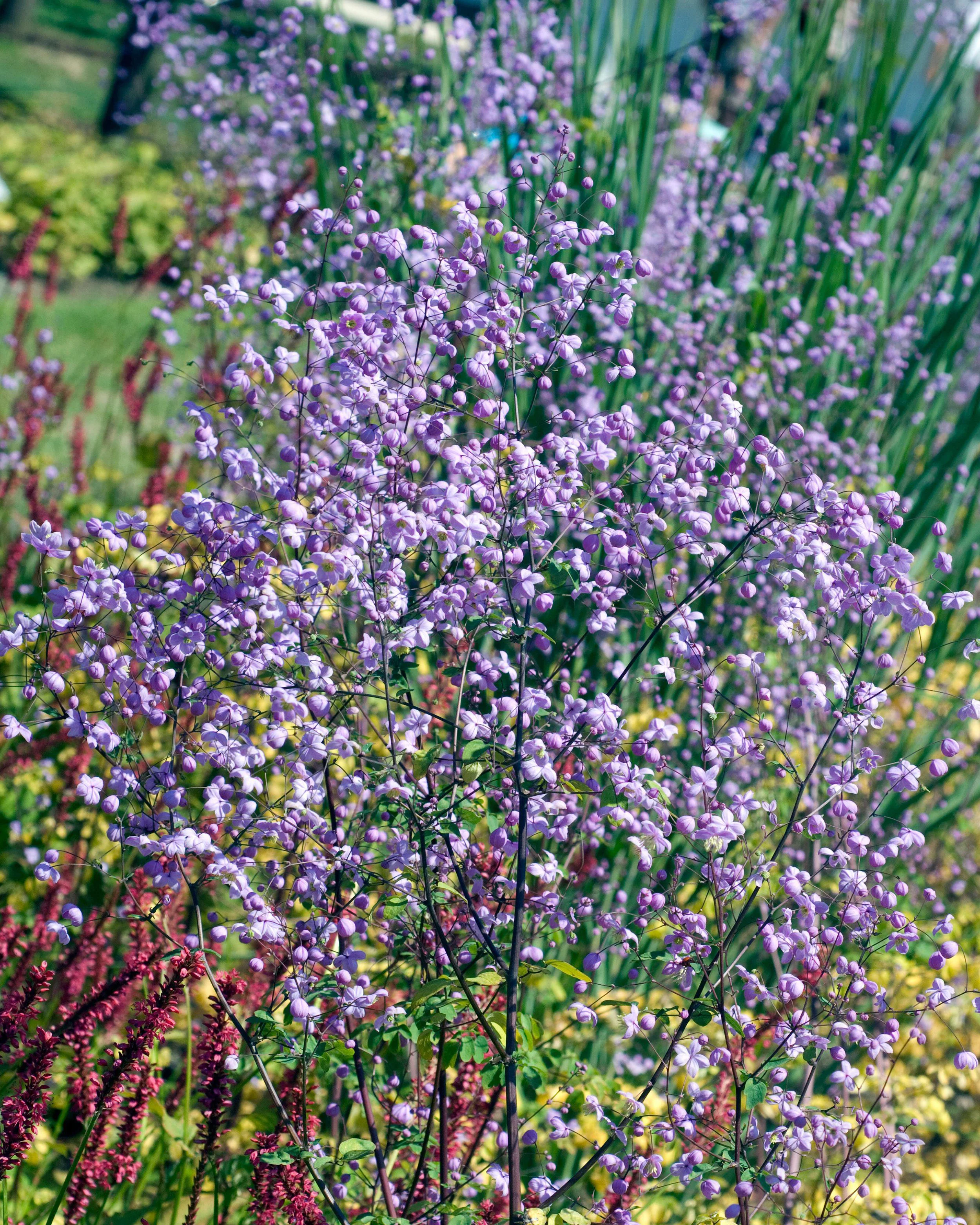 Thalictrum 'Splendide' - Image 8