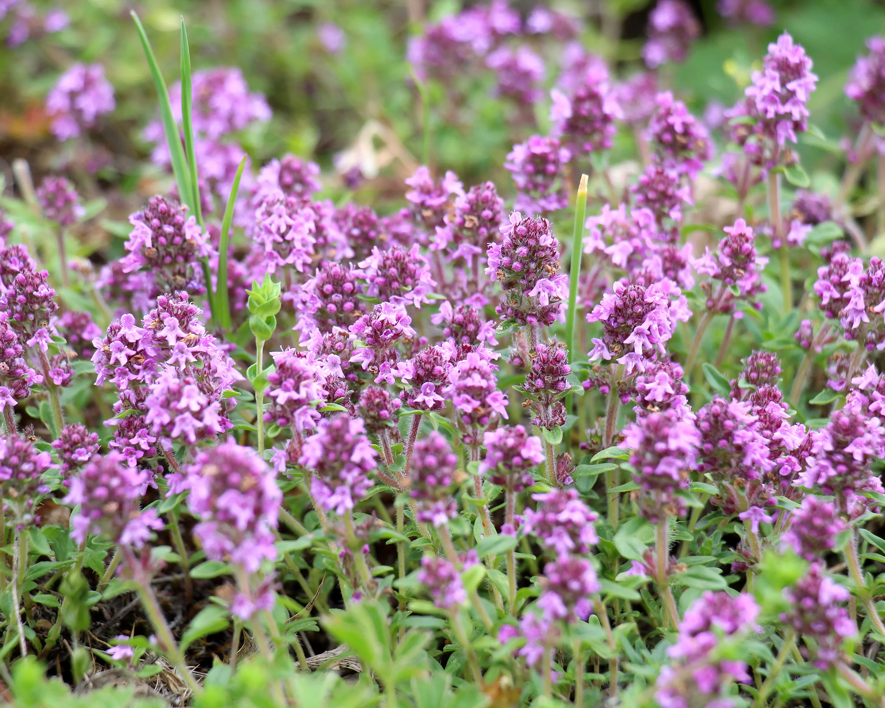 Thymus serpyllum - Image 4