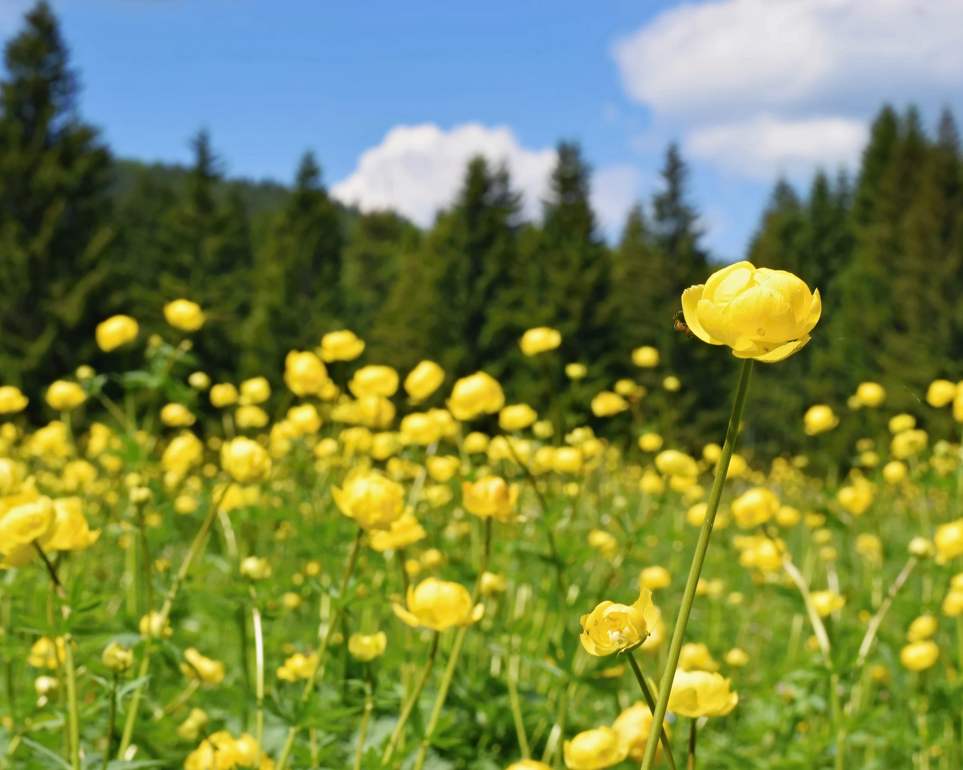 Trollius 'Superbus' - Image 2