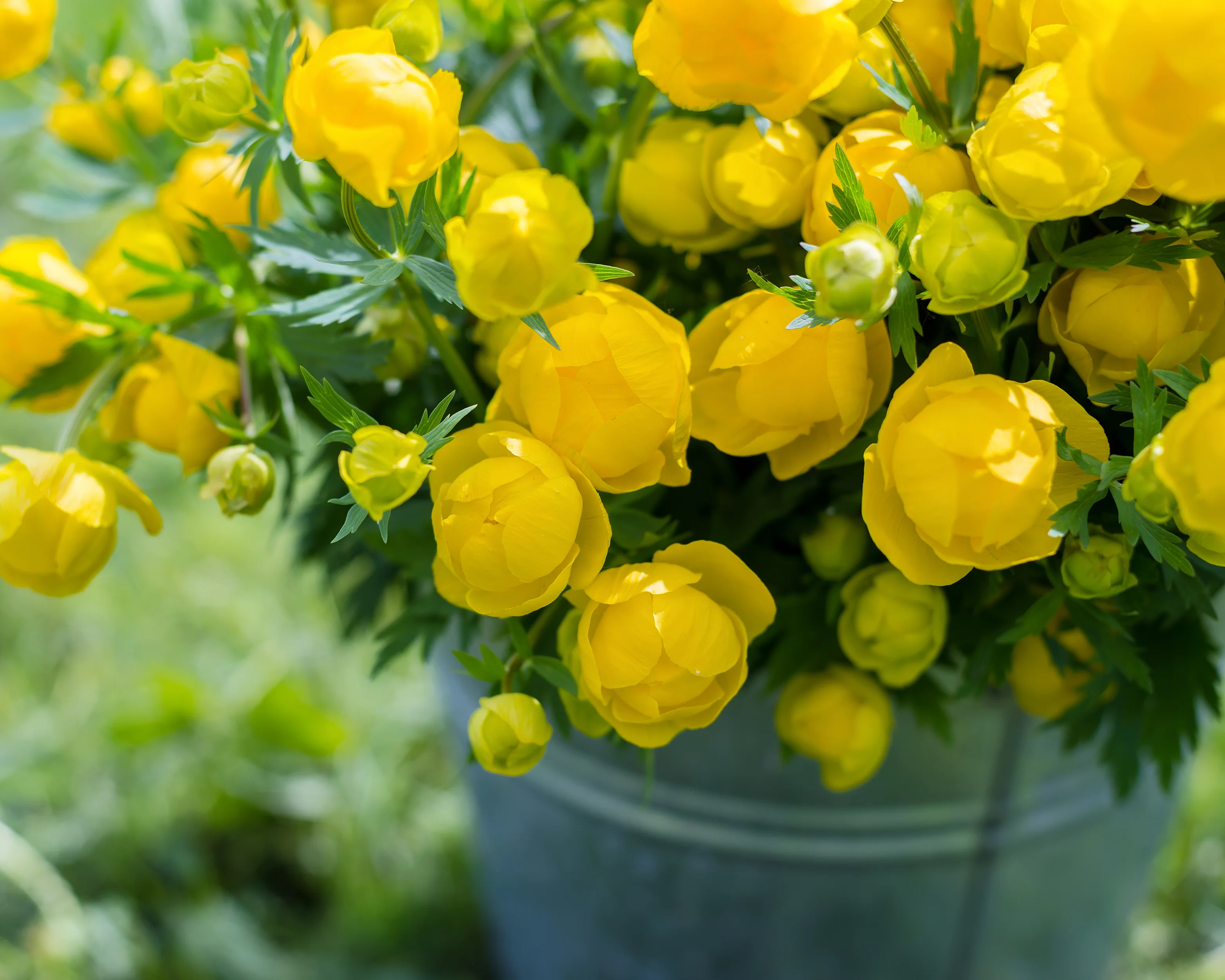 Trollius 'Superbus' - Image 3