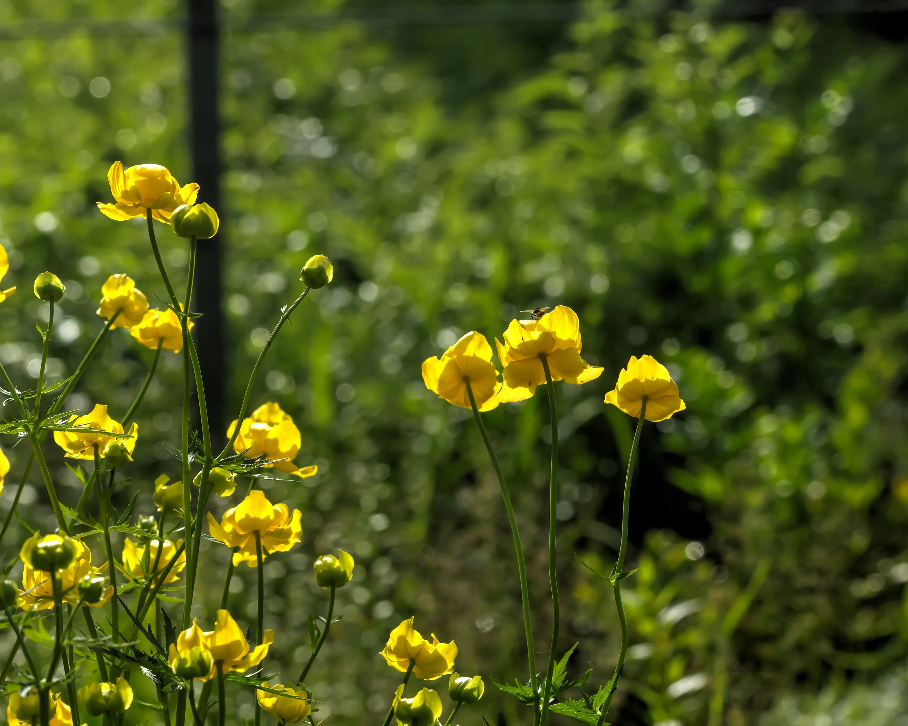 Trollius 'Superbus' - Image 4