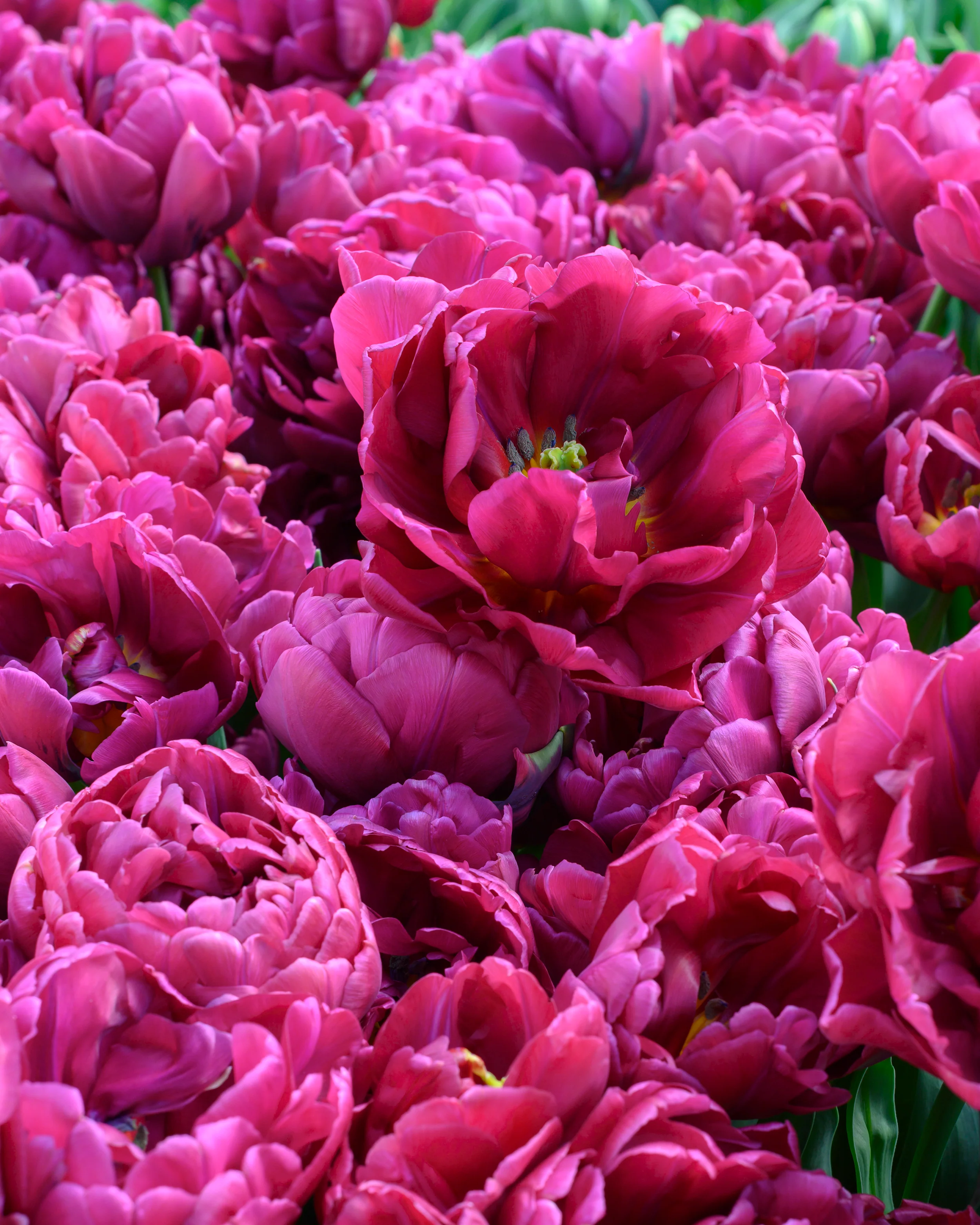 Tulip 'Alison Bradley' - Image 5