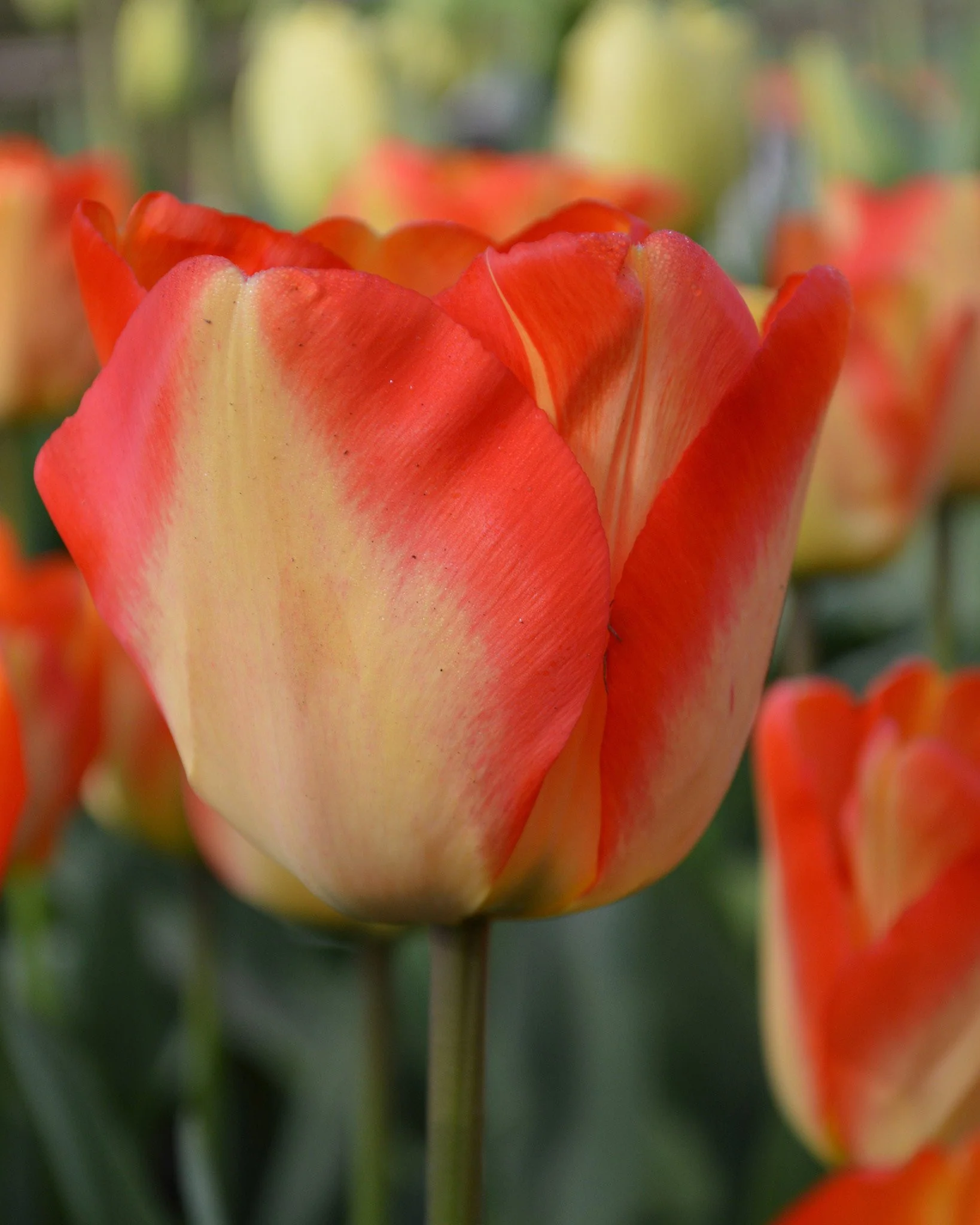 Tulip 'American Dream' - Image 4