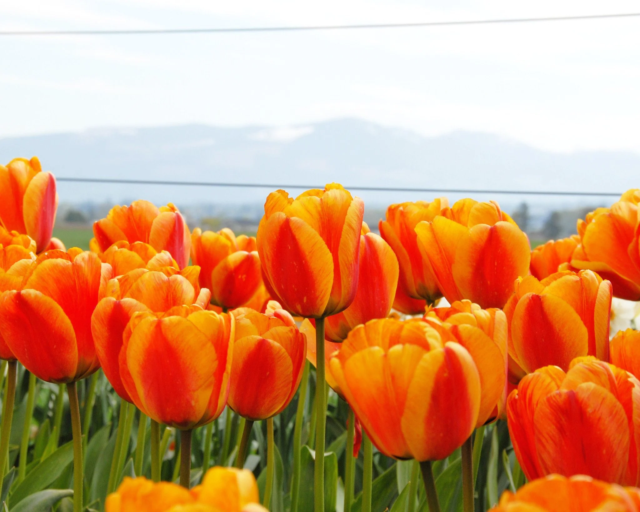 Tulip 'Apeldoorn Elite' - Image 3