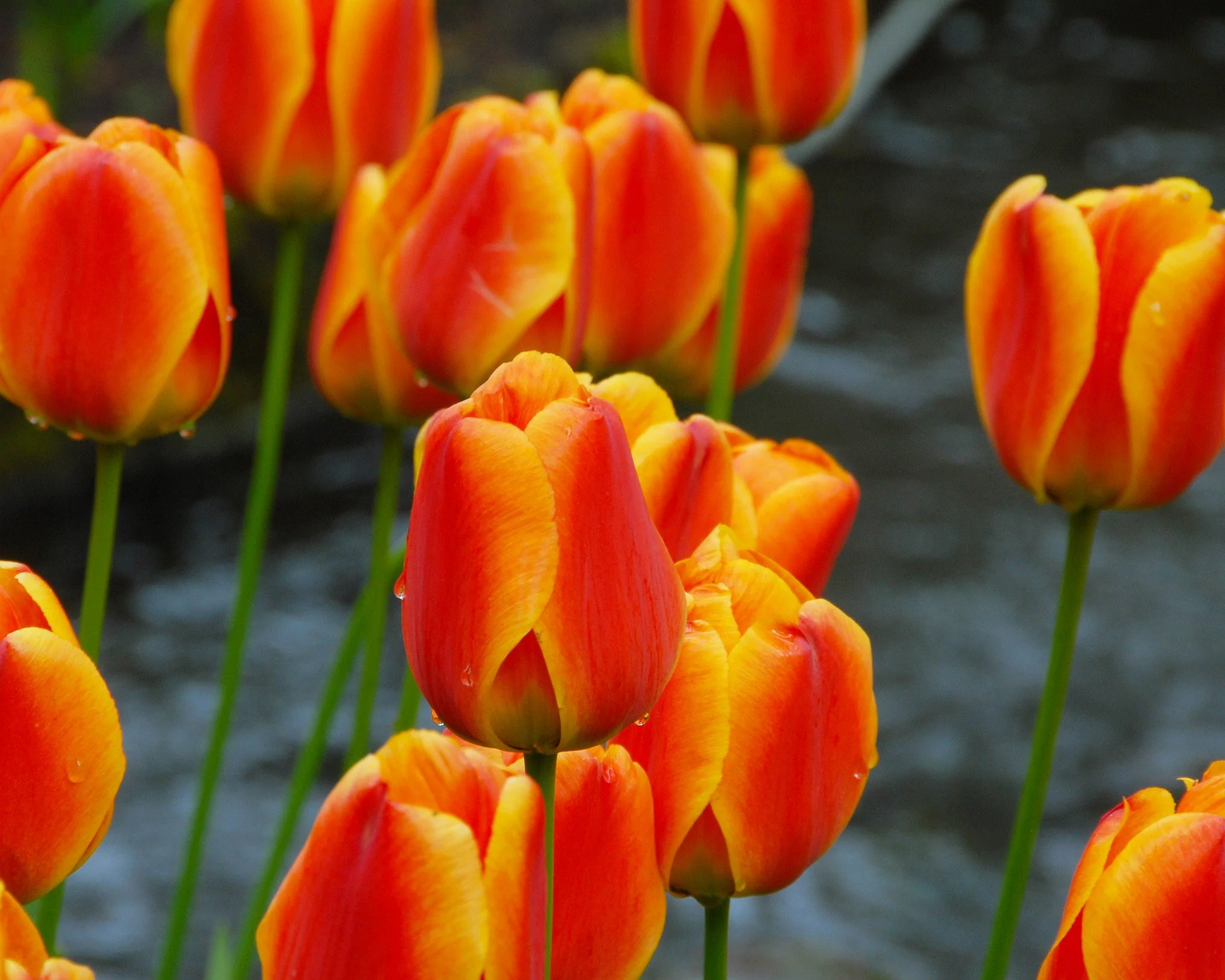 Tulip 'Apeldoorn Elite' - Image 4