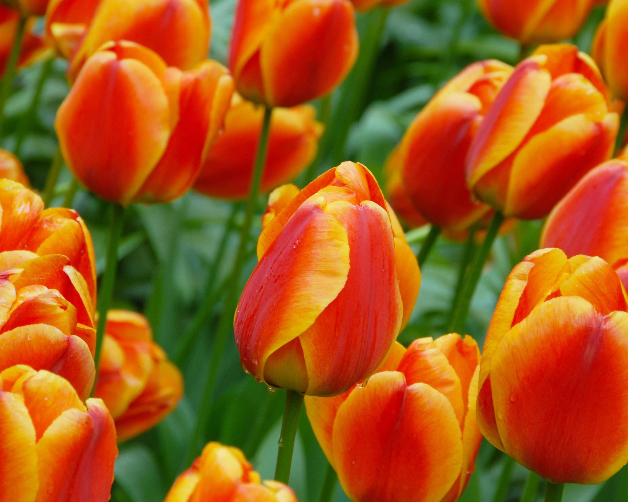 Tulip 'Apeldoorn Elite' - Image 5
