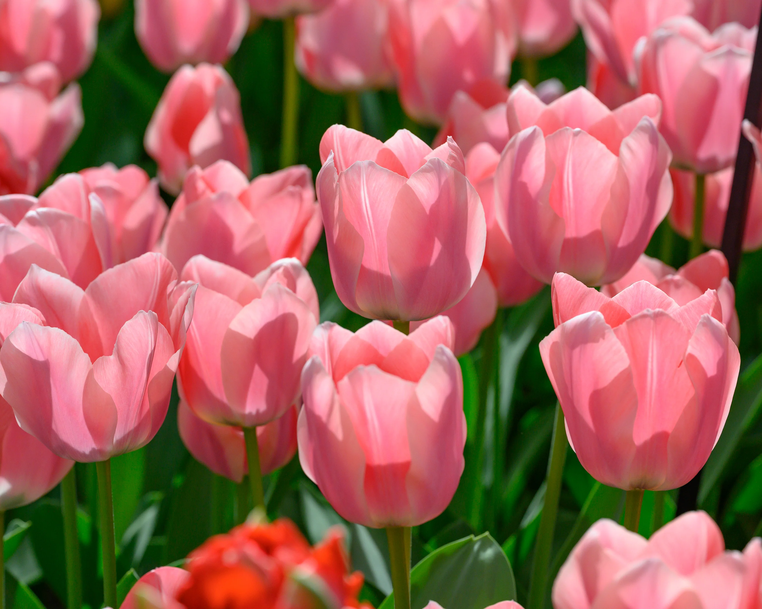 Tulip 'Apricona' - Image 2