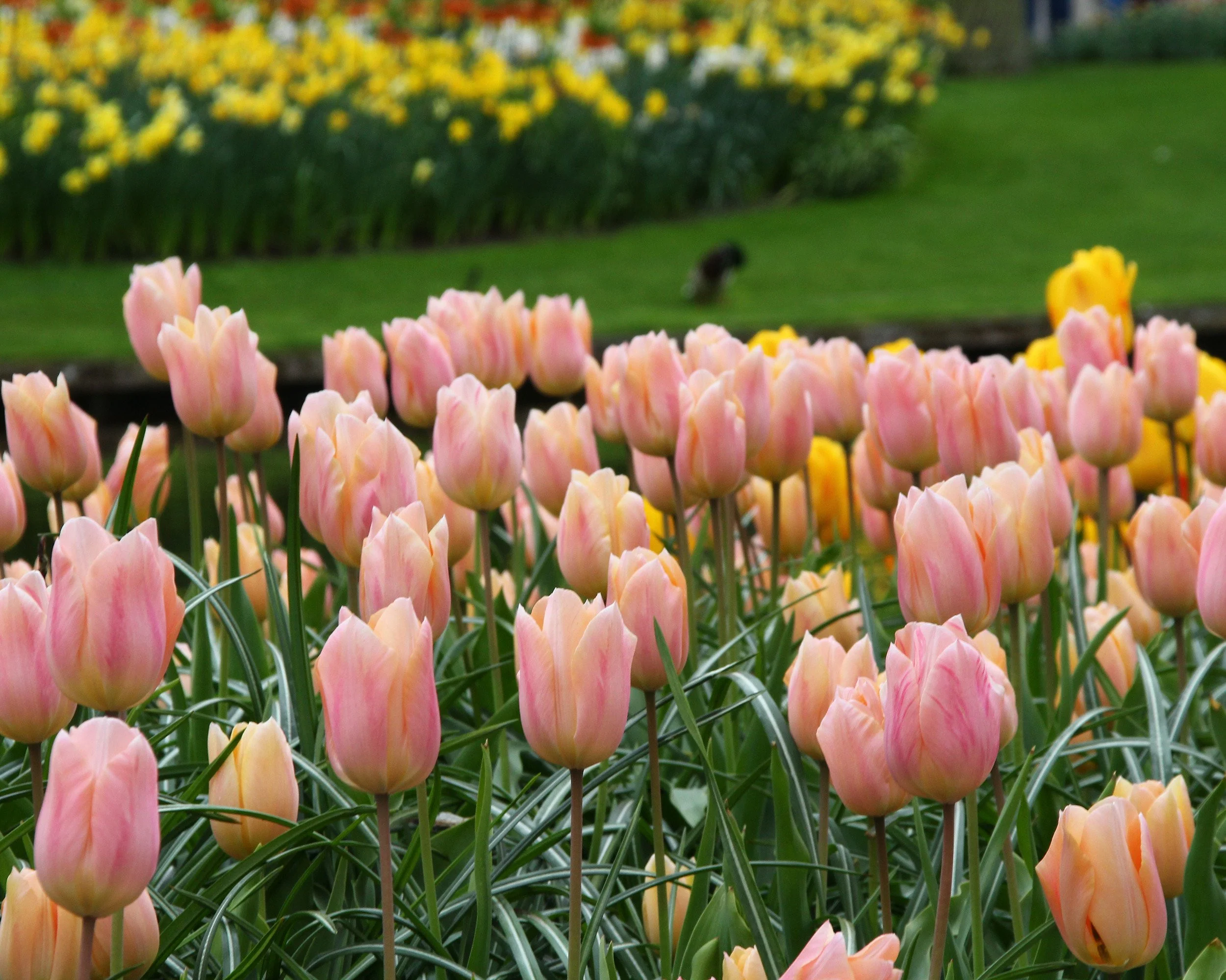 Tulip 'Apricot Beauty' - Image 4