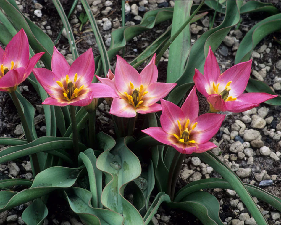 Tulip aucheriana - Image 4