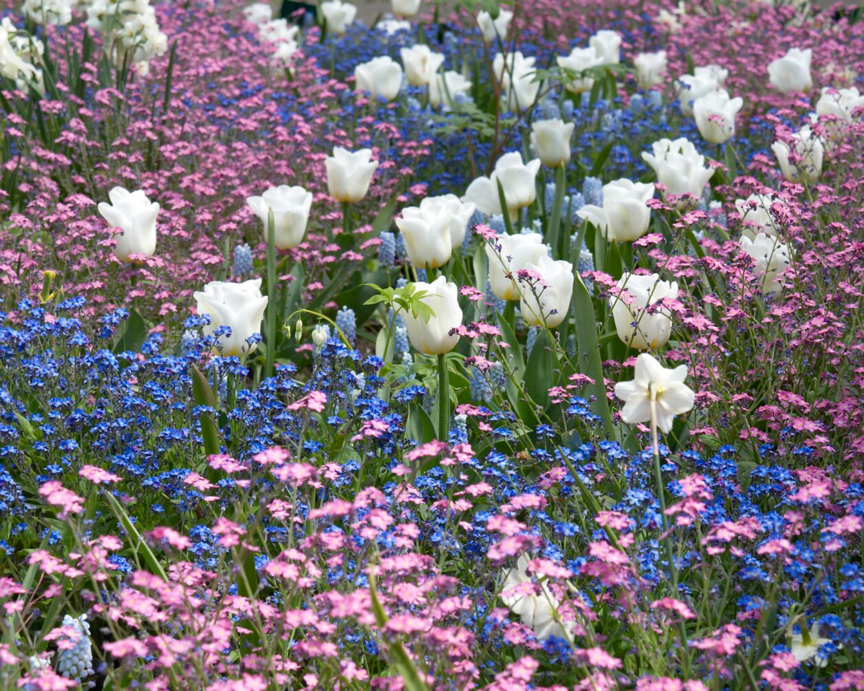 Tulip 'Calgary' - Image 10