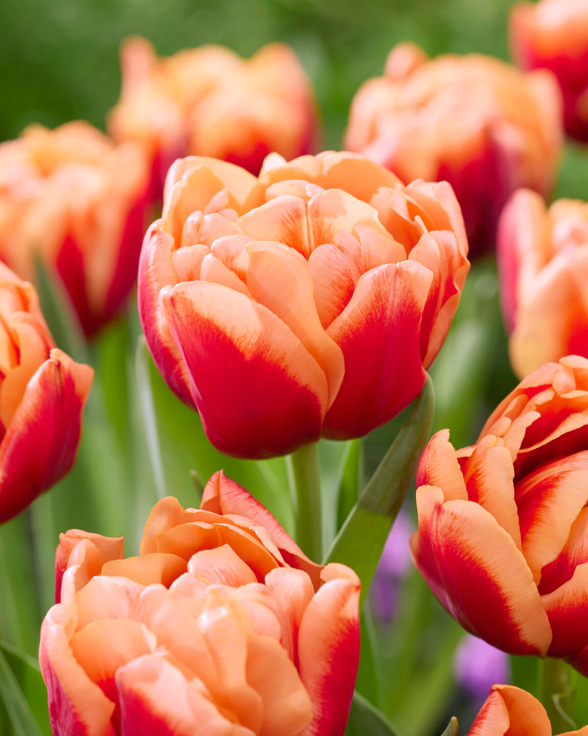 Tulip 'Congo'