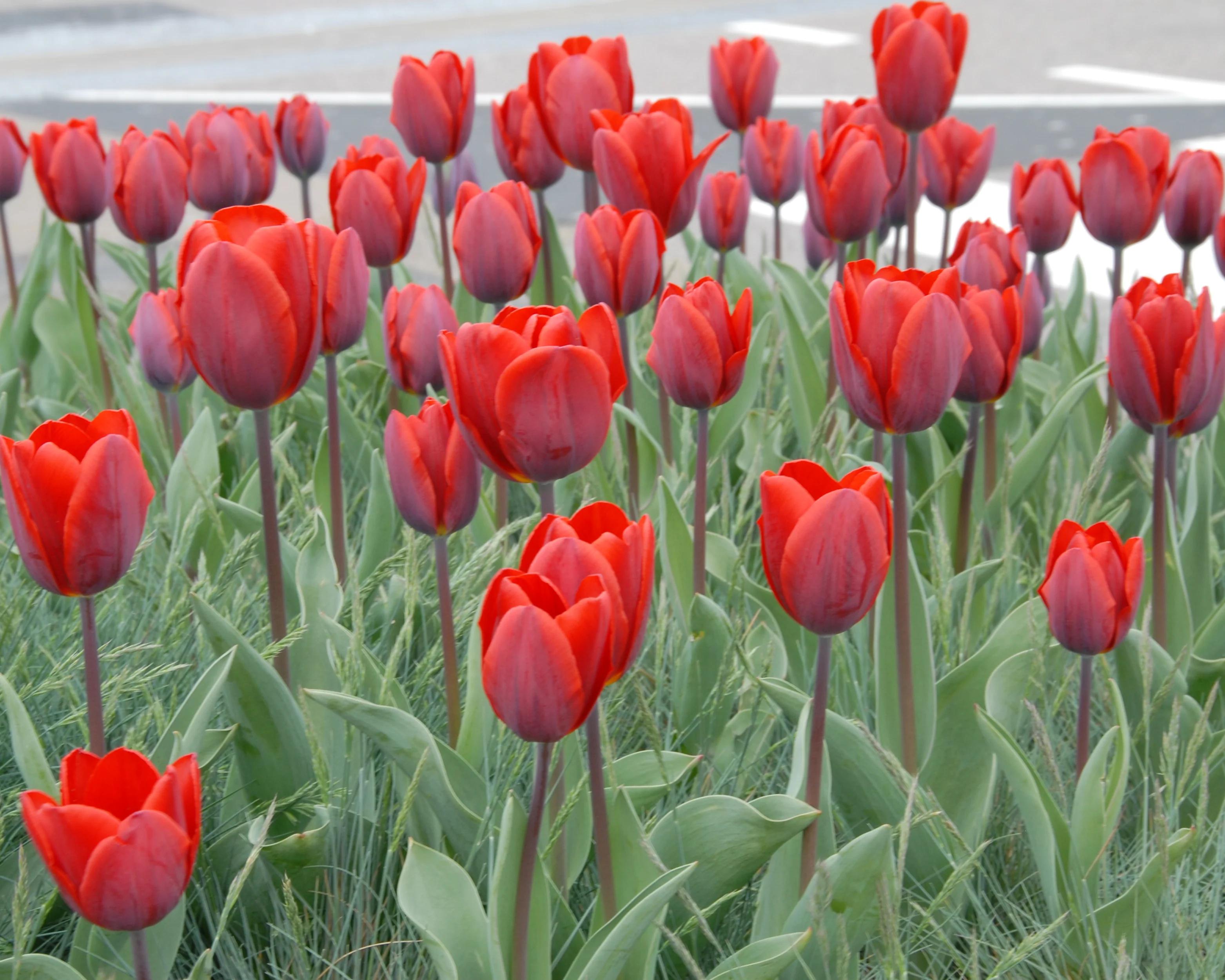 Tulip 'Couleur Cardinal' - Image 7