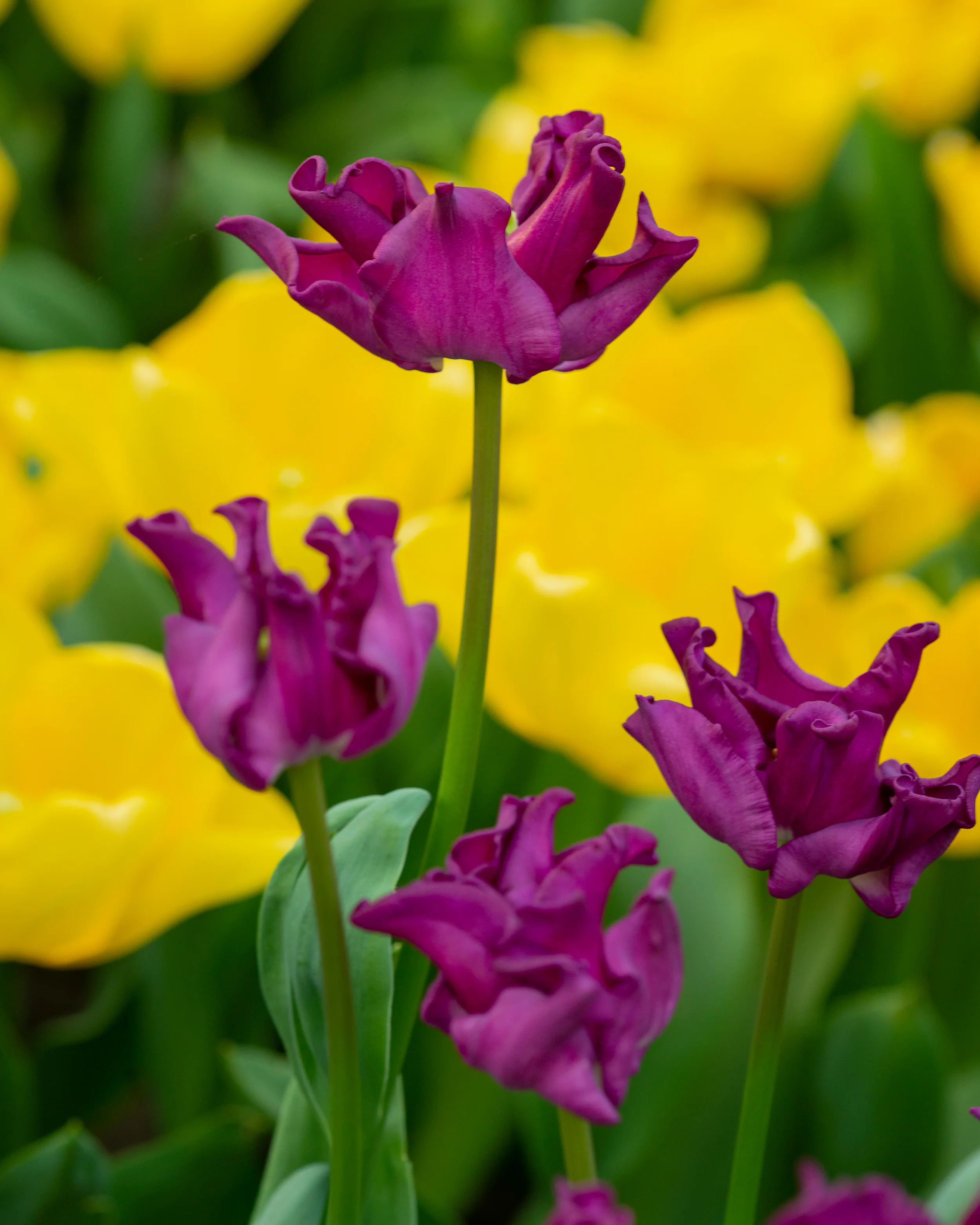 Tulip 'Crown of Negrita' - Image 10