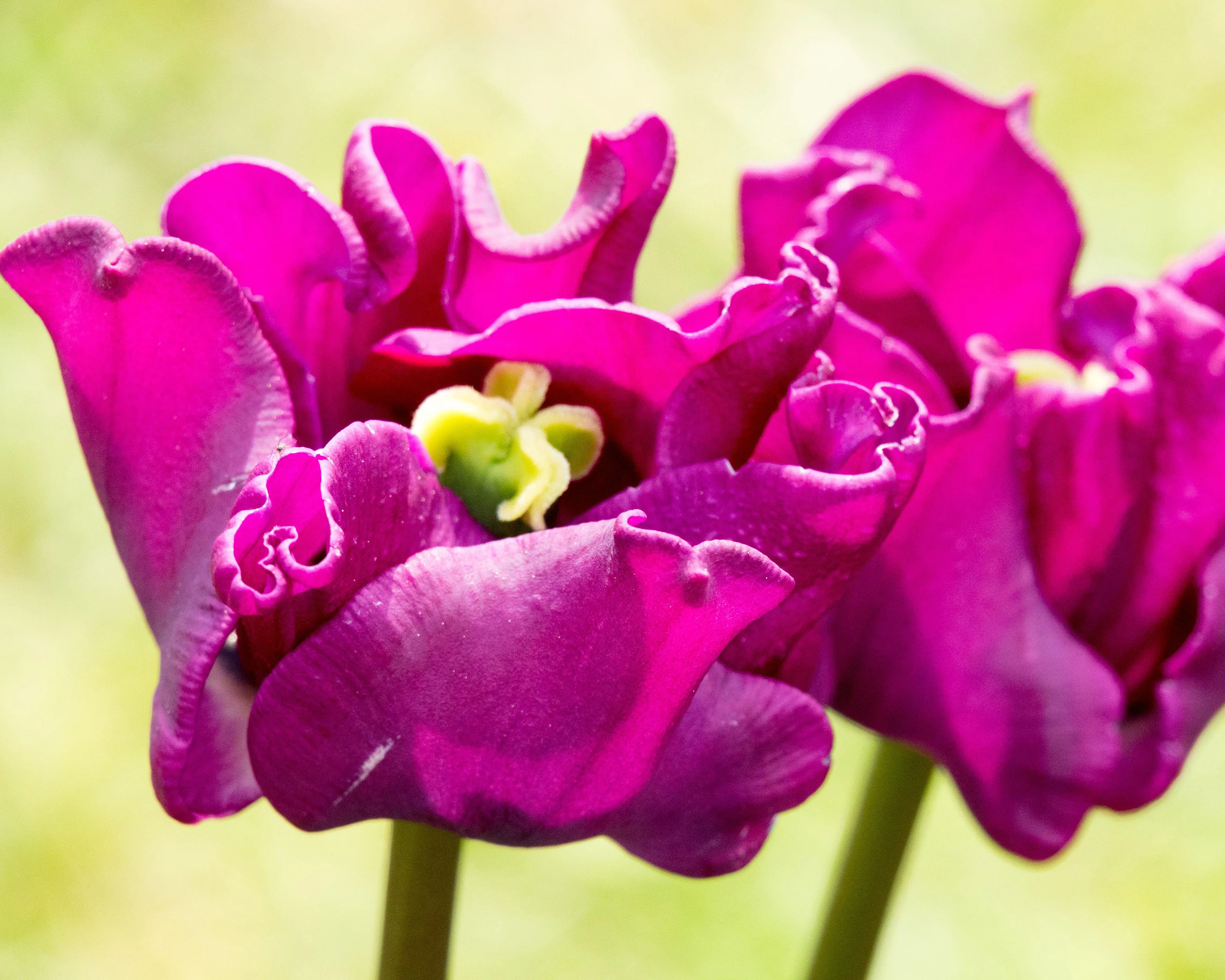 Tulip 'Crown of Negrita' - Image 11