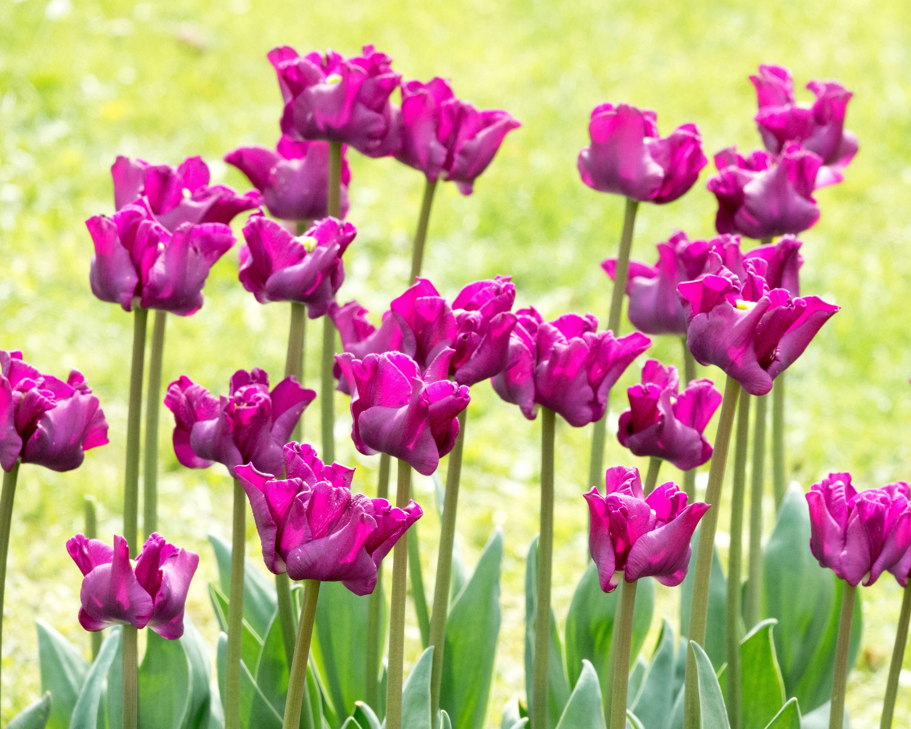 Tulip 'Crown of Negrita' - Image 4