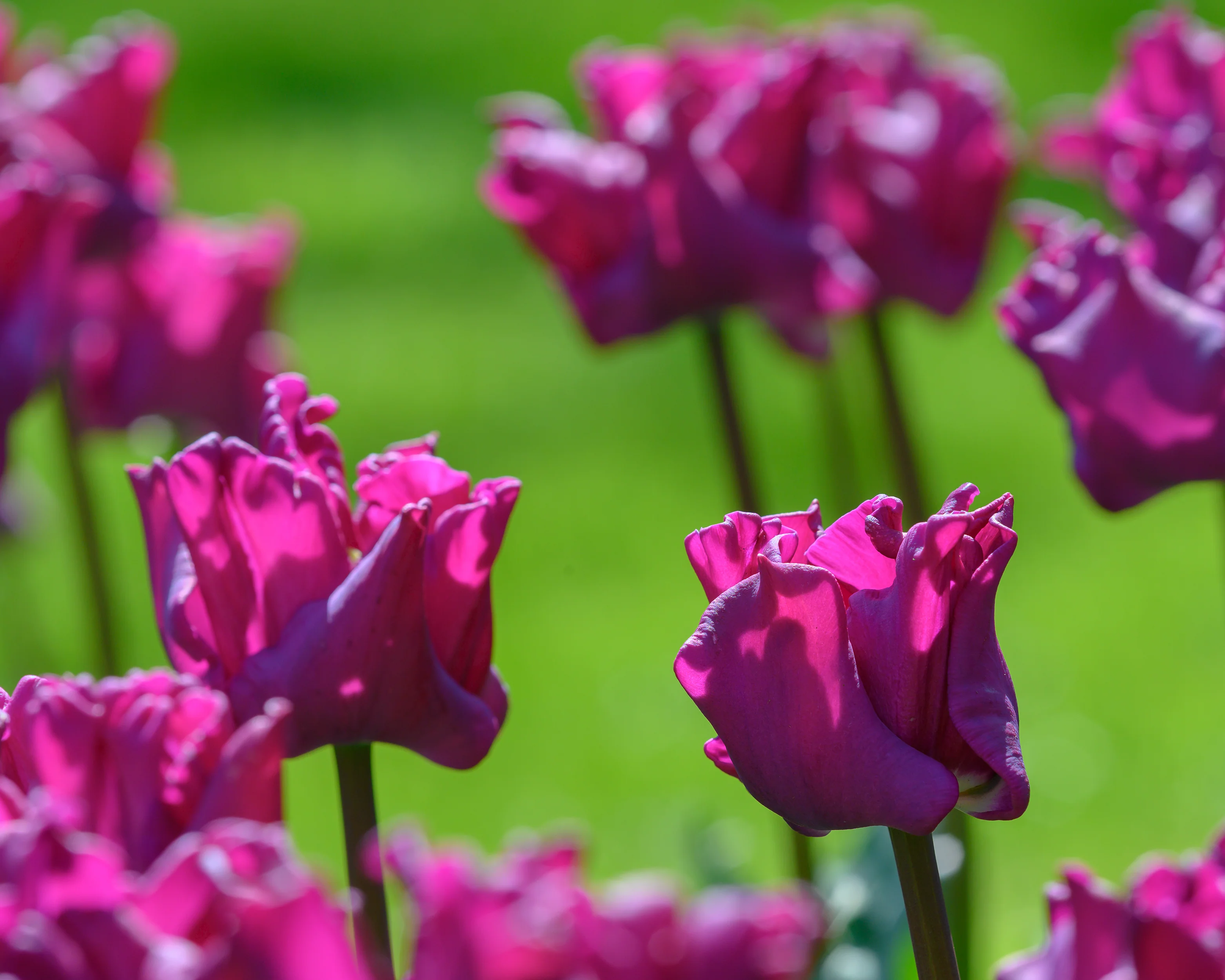 Tulip 'Crown of Negrita' - Image 5