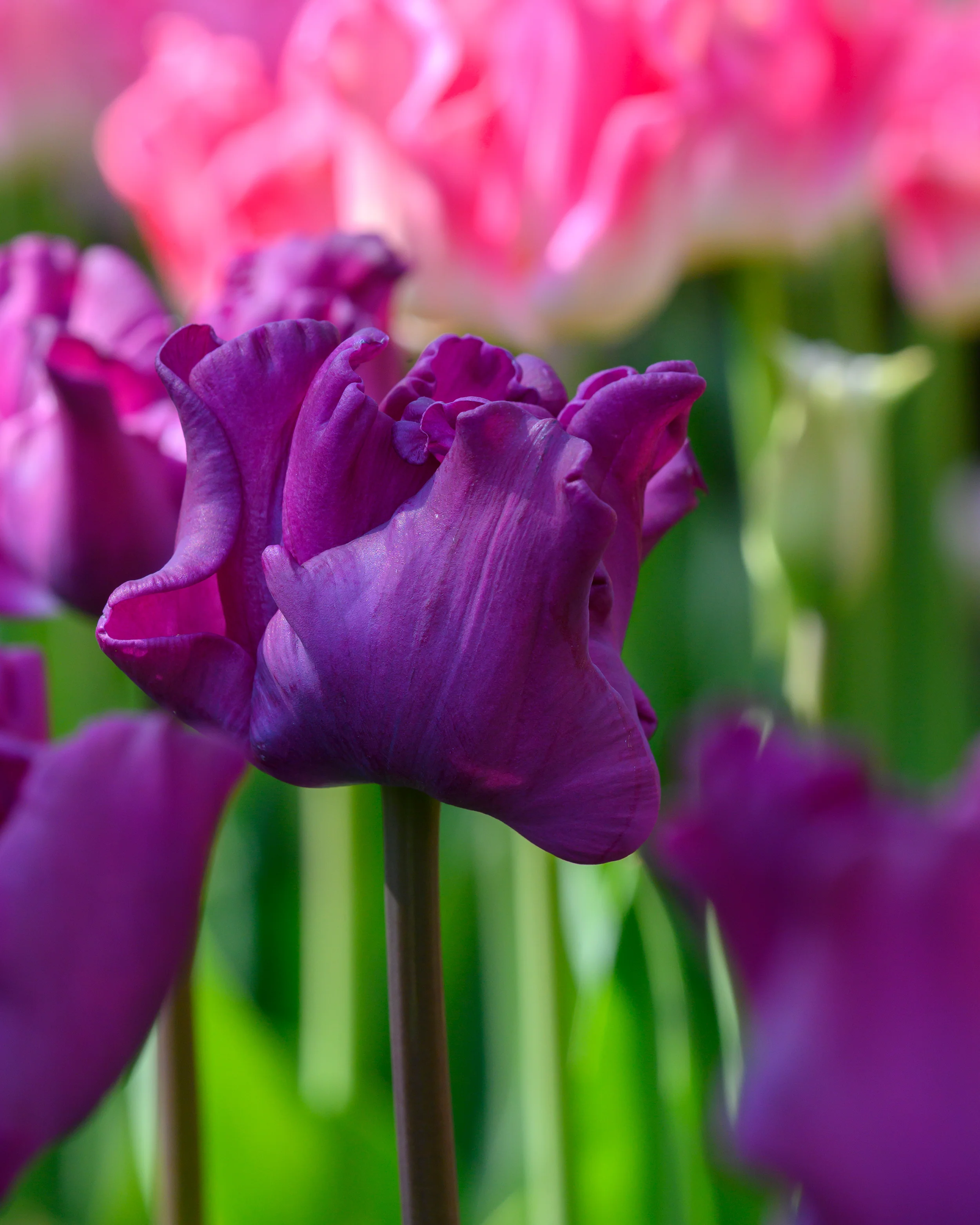 Tulip 'Crown of Negrita' - Image 7