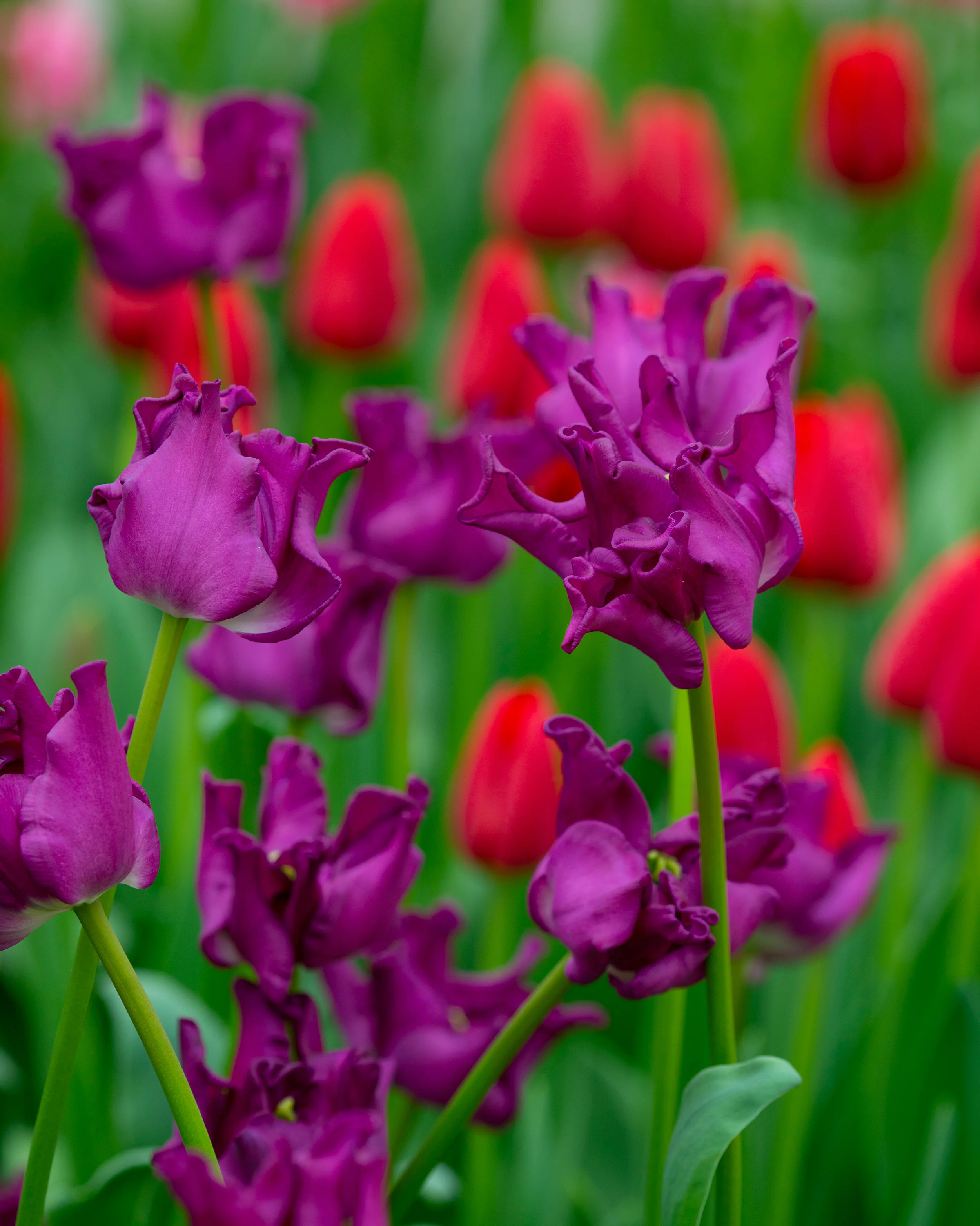 Tulip 'Crown of Negrita' - Image 9
