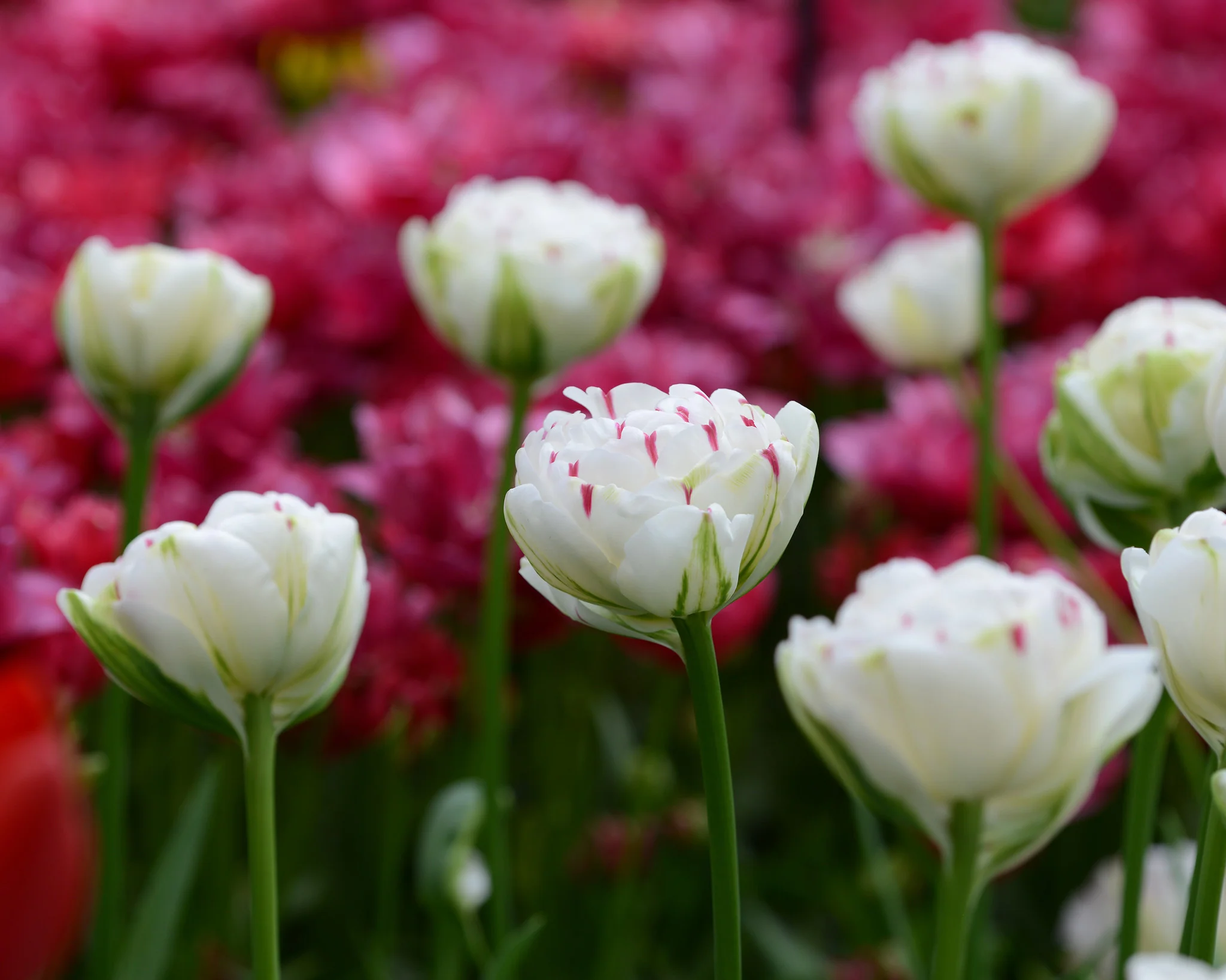 Tulip 'Danceline' - Image 7