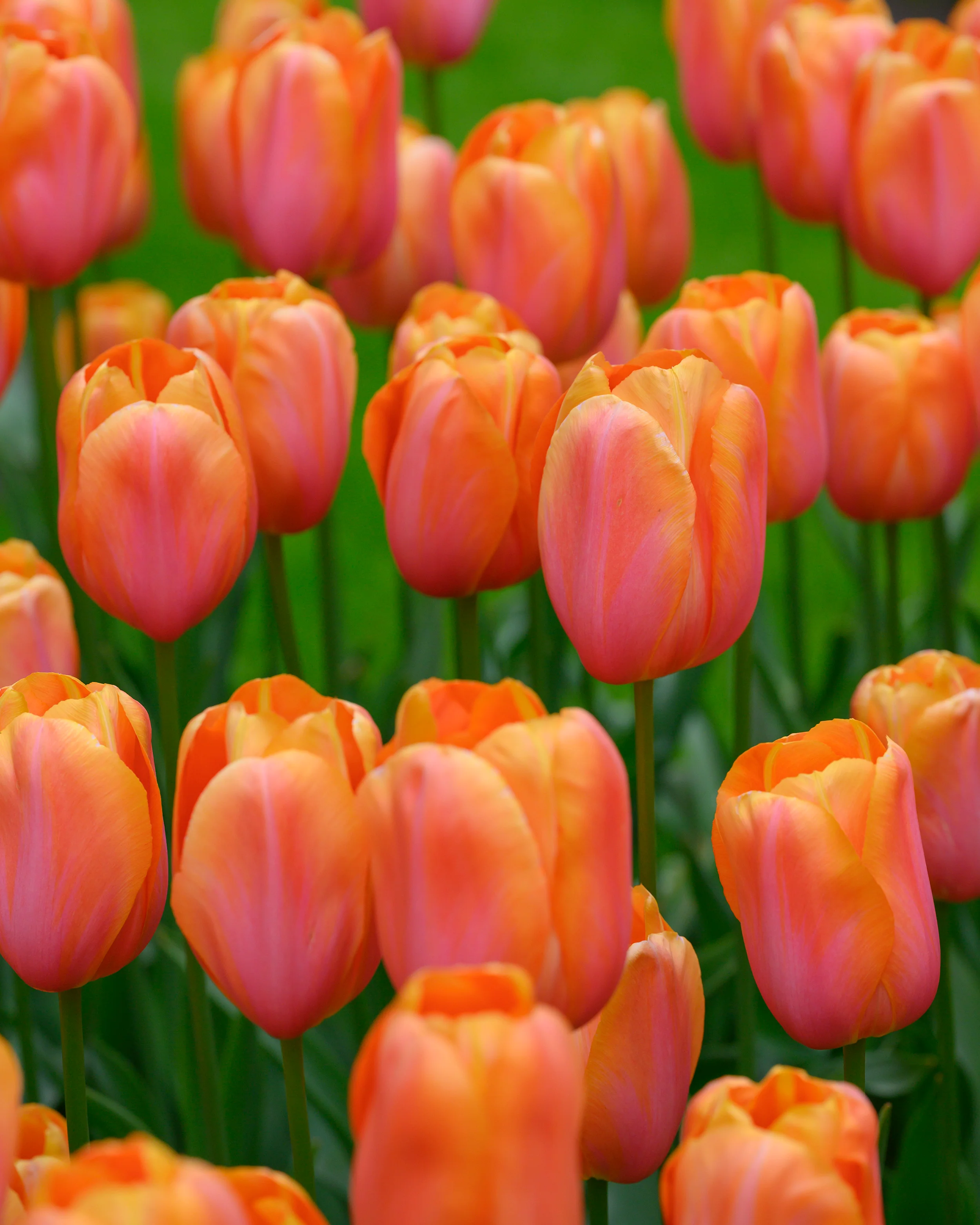Tulip 'Dordogne' - Image 2