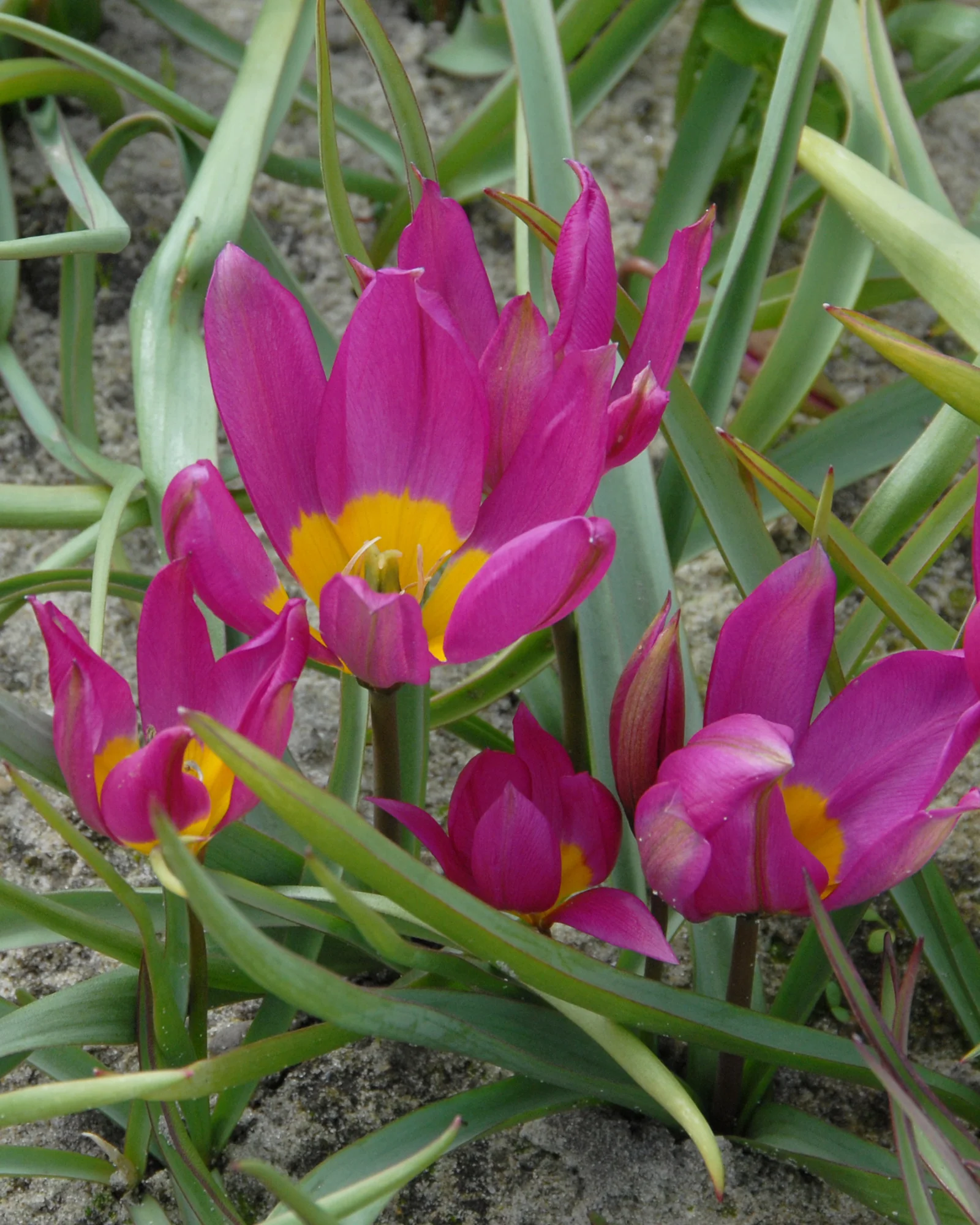 Tulip pulchella 'Eastern Star'