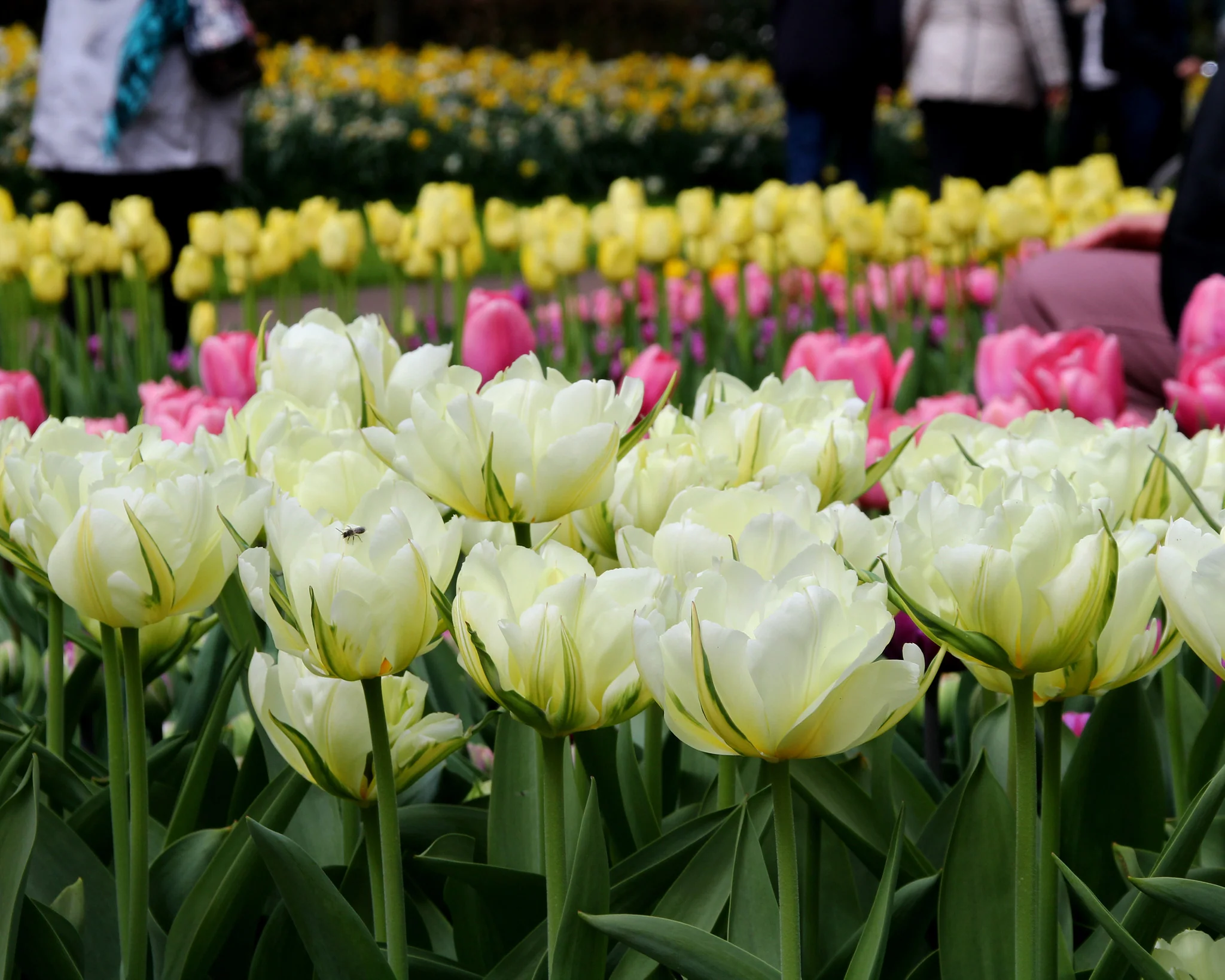 Tulip 'Exotic Emperor' - Image 8
