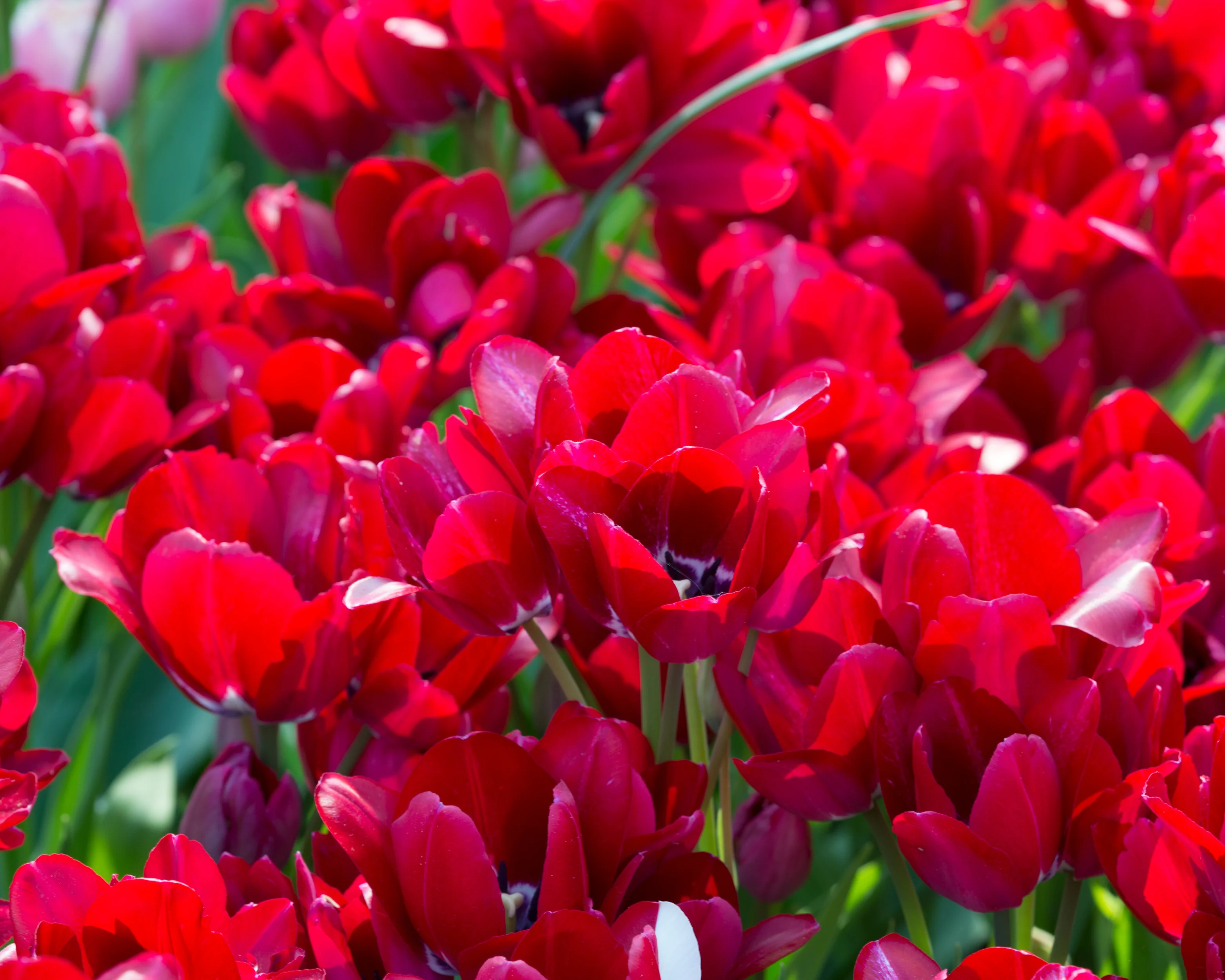 Tulip 'Fiery Club' - Image 3