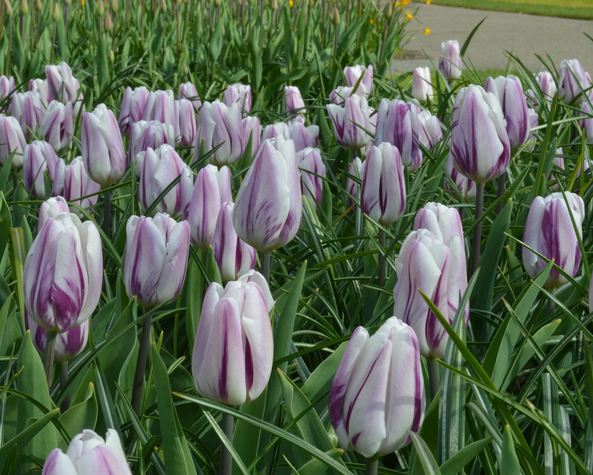 Tulip 'Flaming Flag' - Image 4