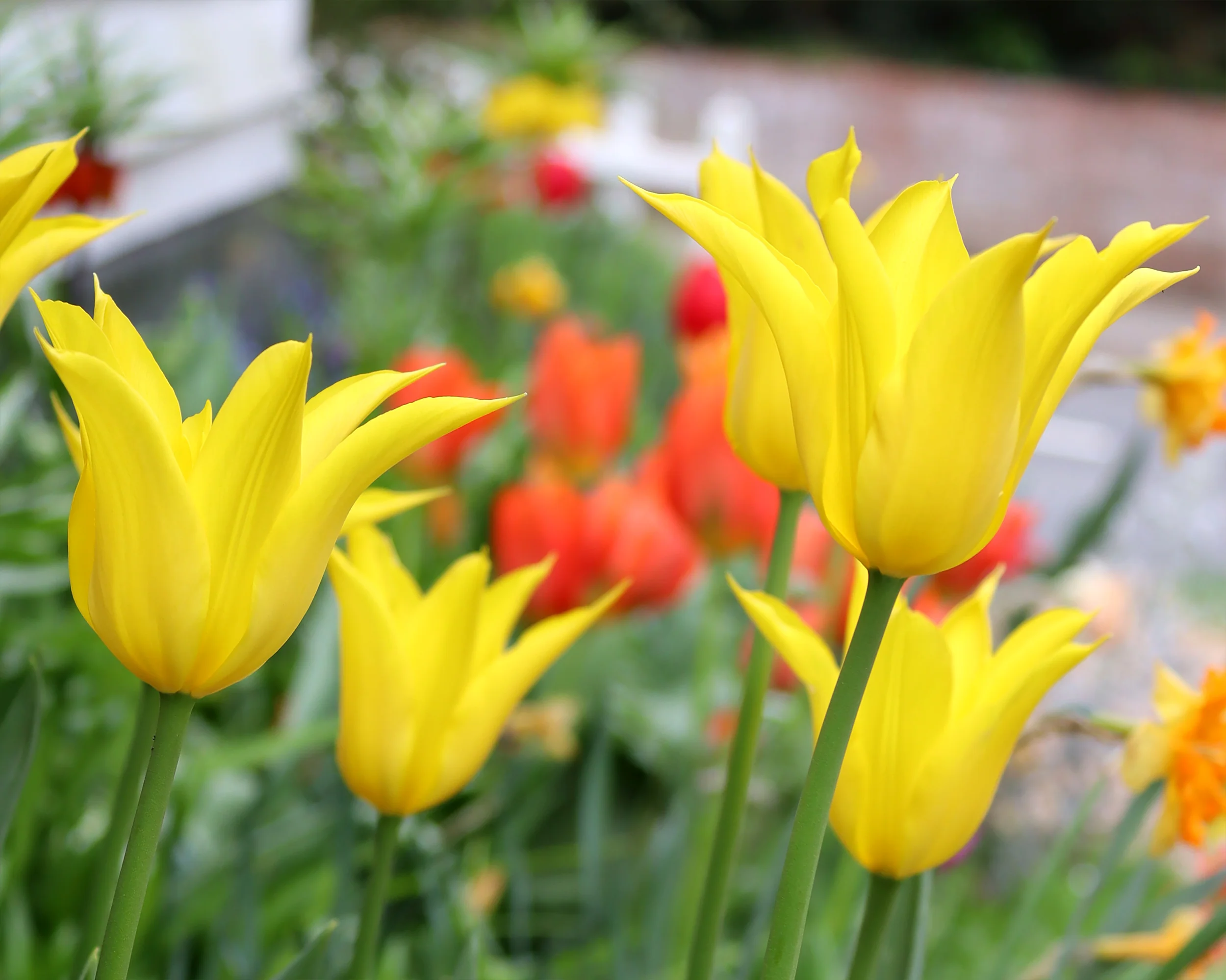 Tulip 'Flashback' - Image 2