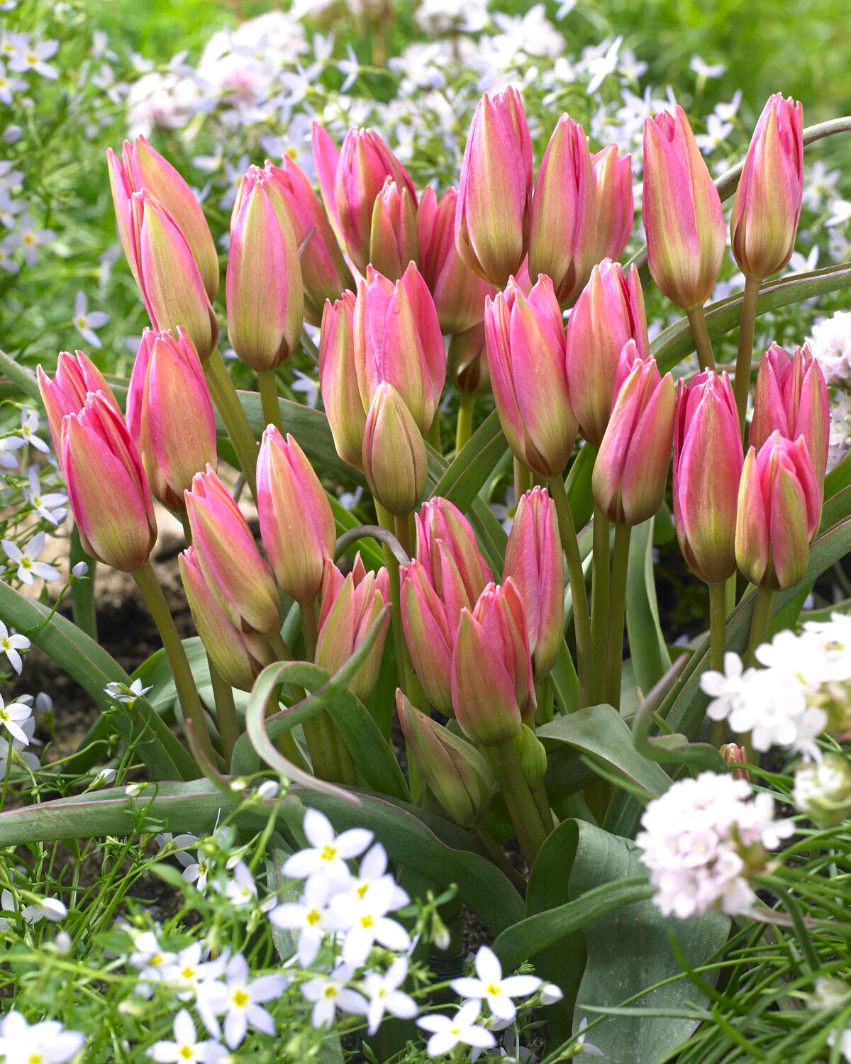 Tulip 'Garden of Clusius' - Image 2