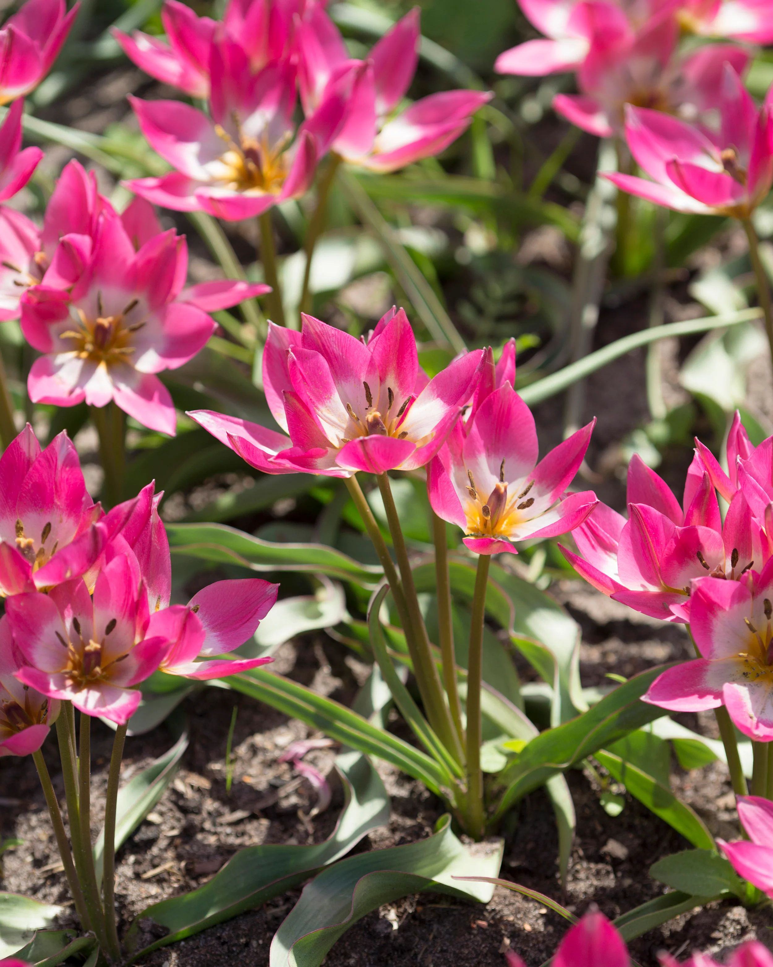 Tulip 'Garden of Clusius' - Image 7