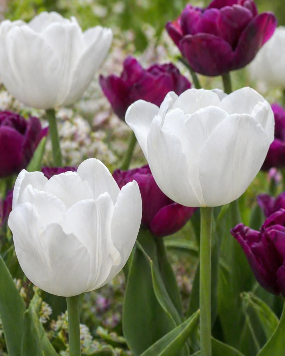 Tulip 'Hakuun'