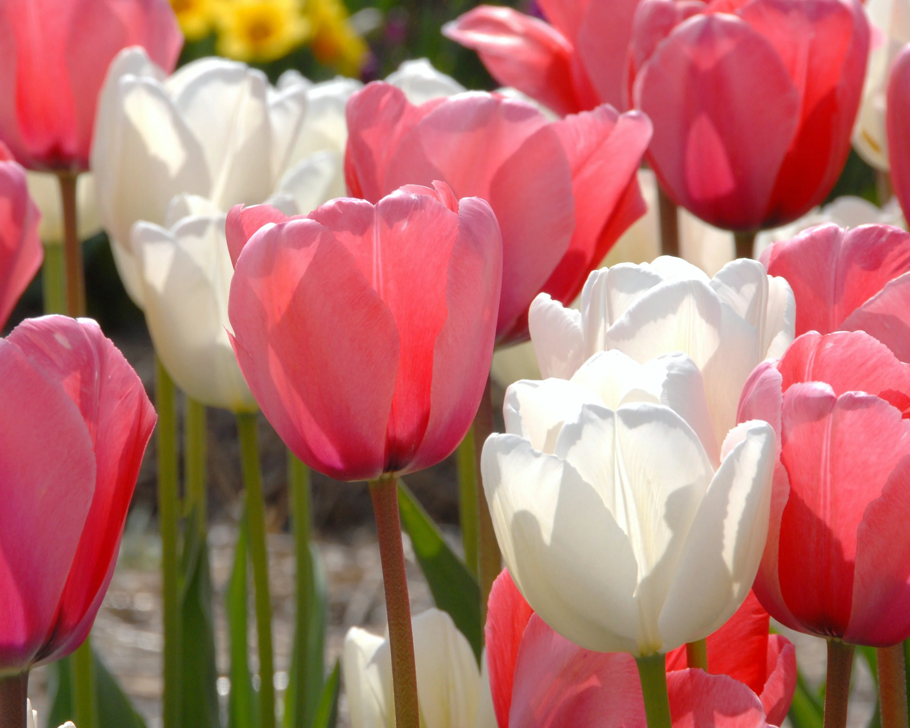 Tulip 'Hakuun' - Image 12
