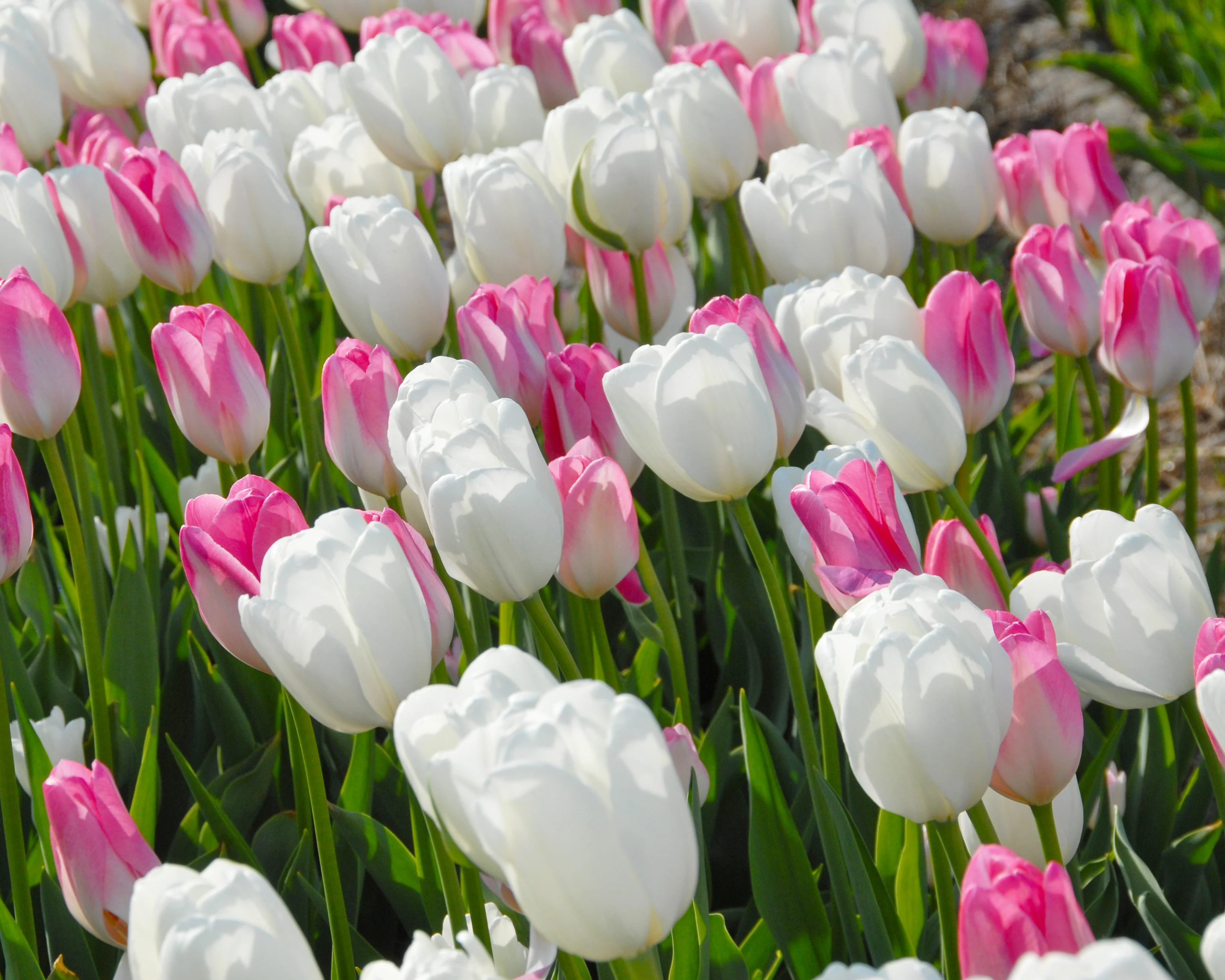 Tulip 'Hakuun' - Image 13