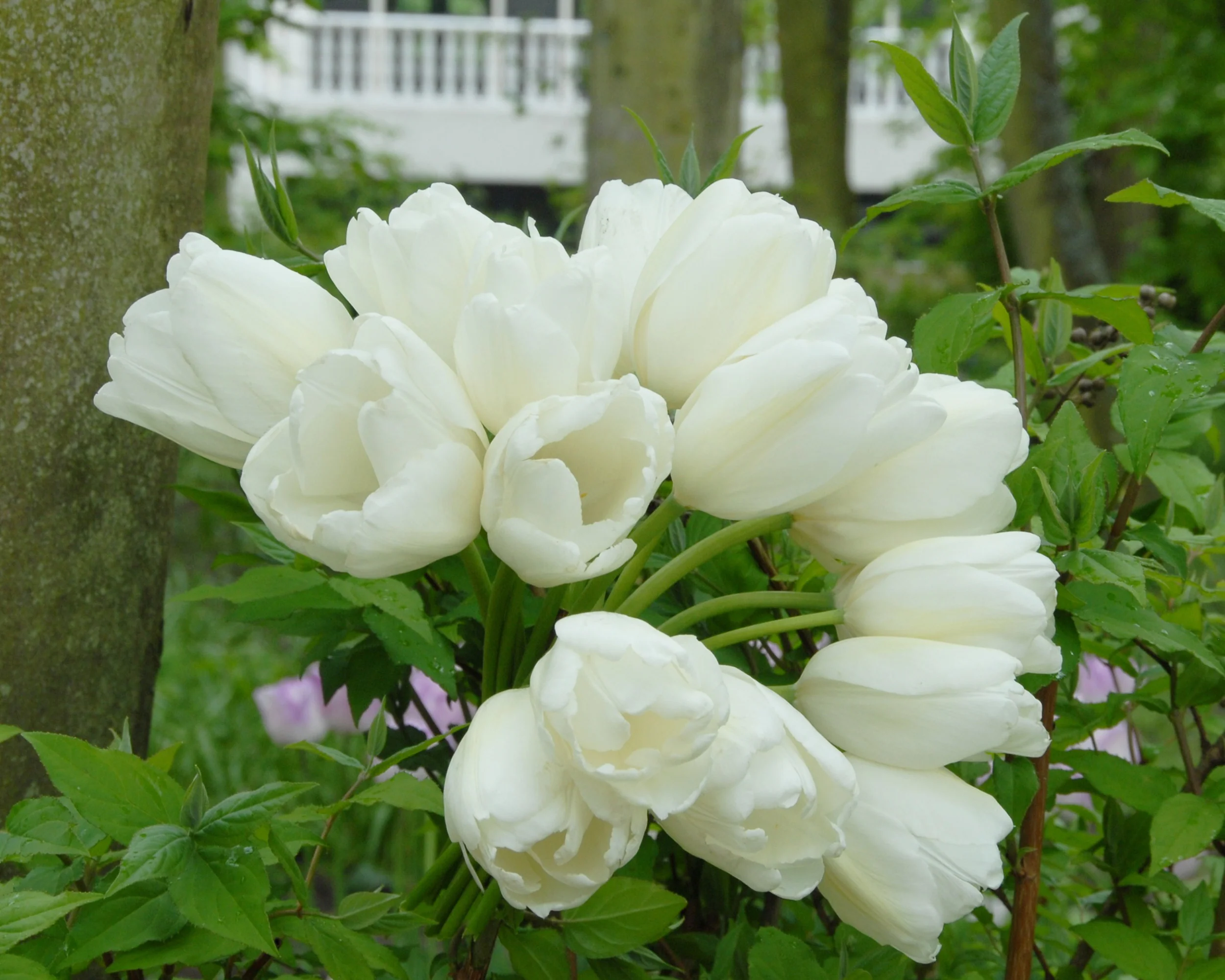 Tulip 'Hakuun' - Image 15