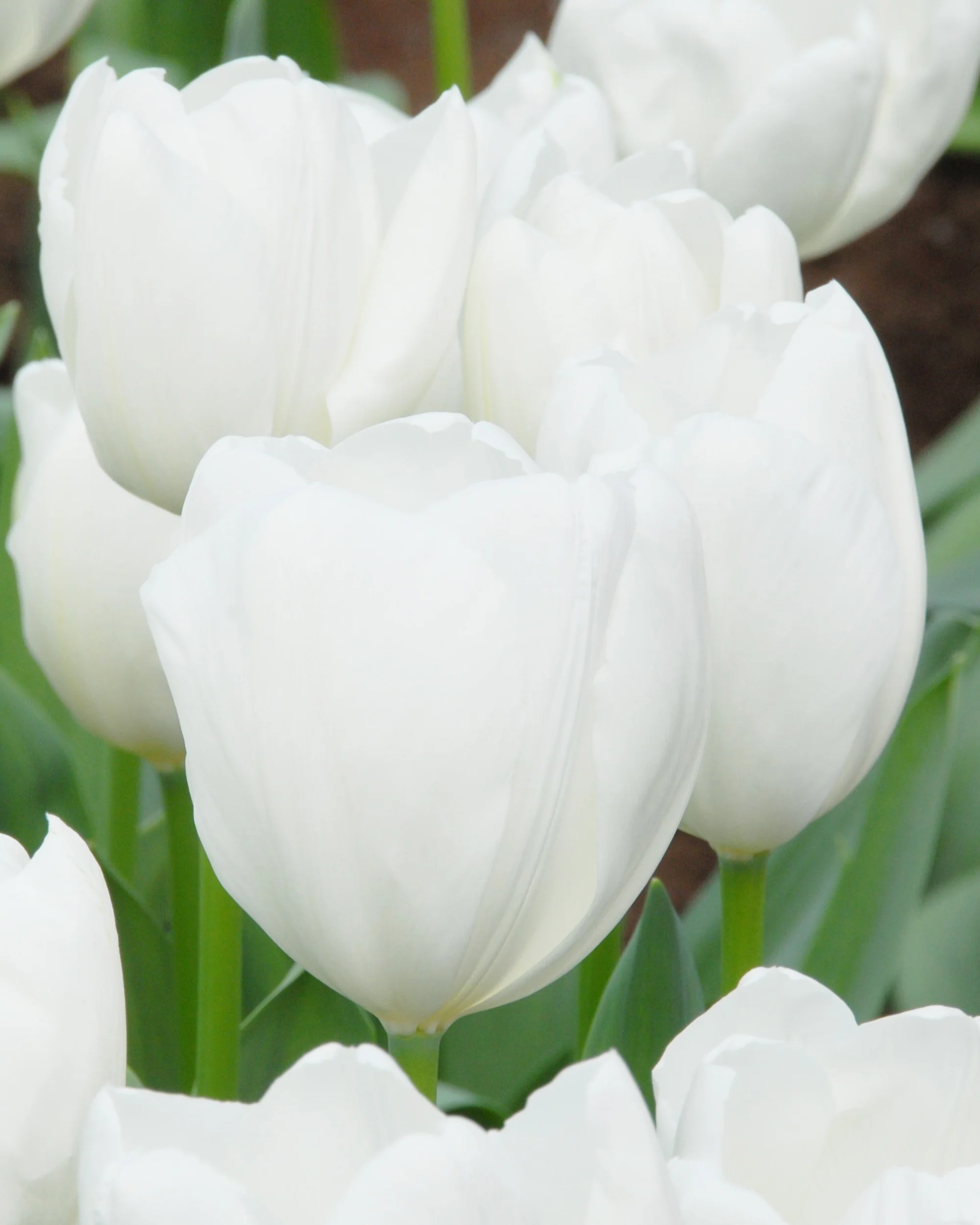 Tulip 'Hakuun' - Image 2