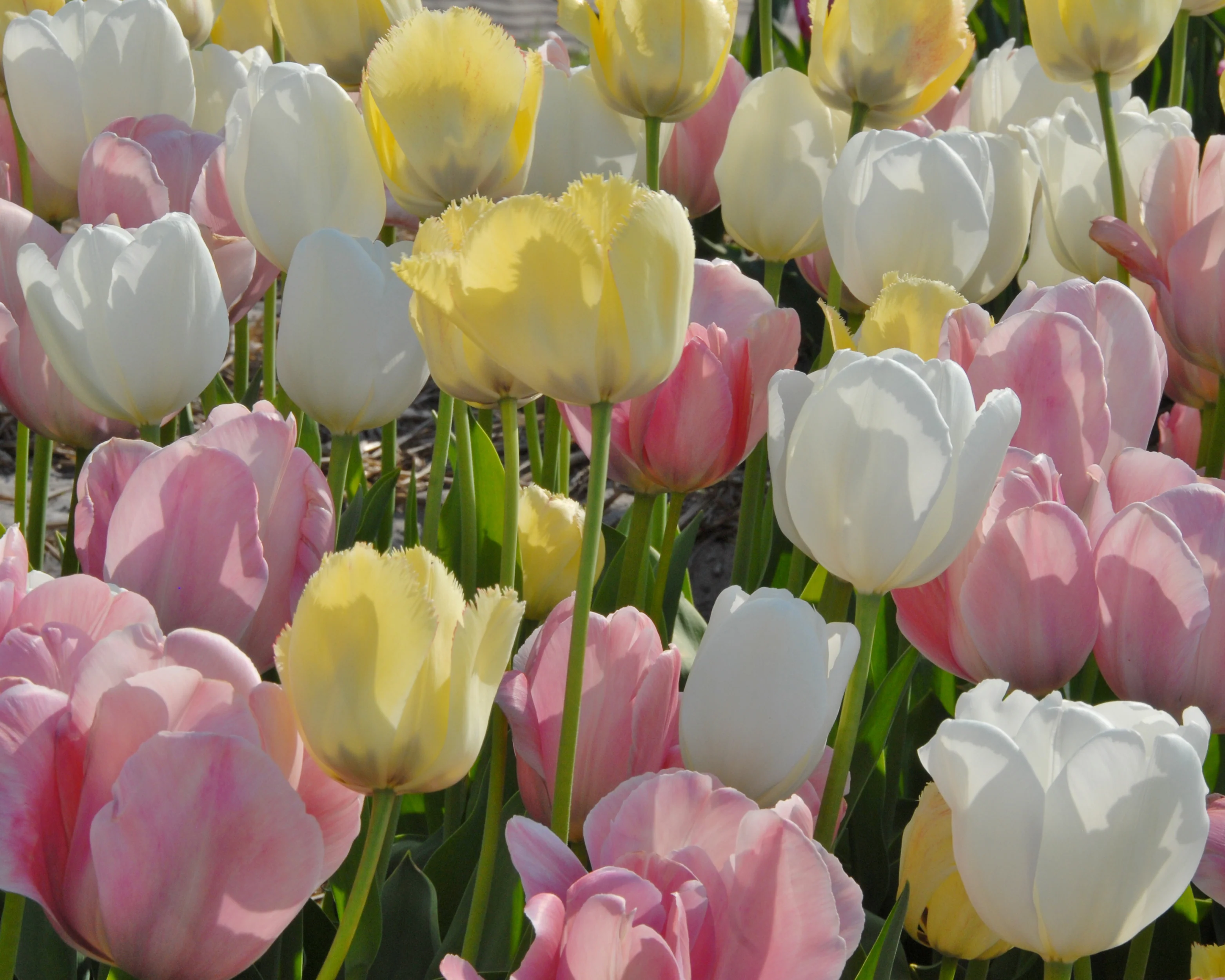 Tulip 'Hakuun' - Image 6