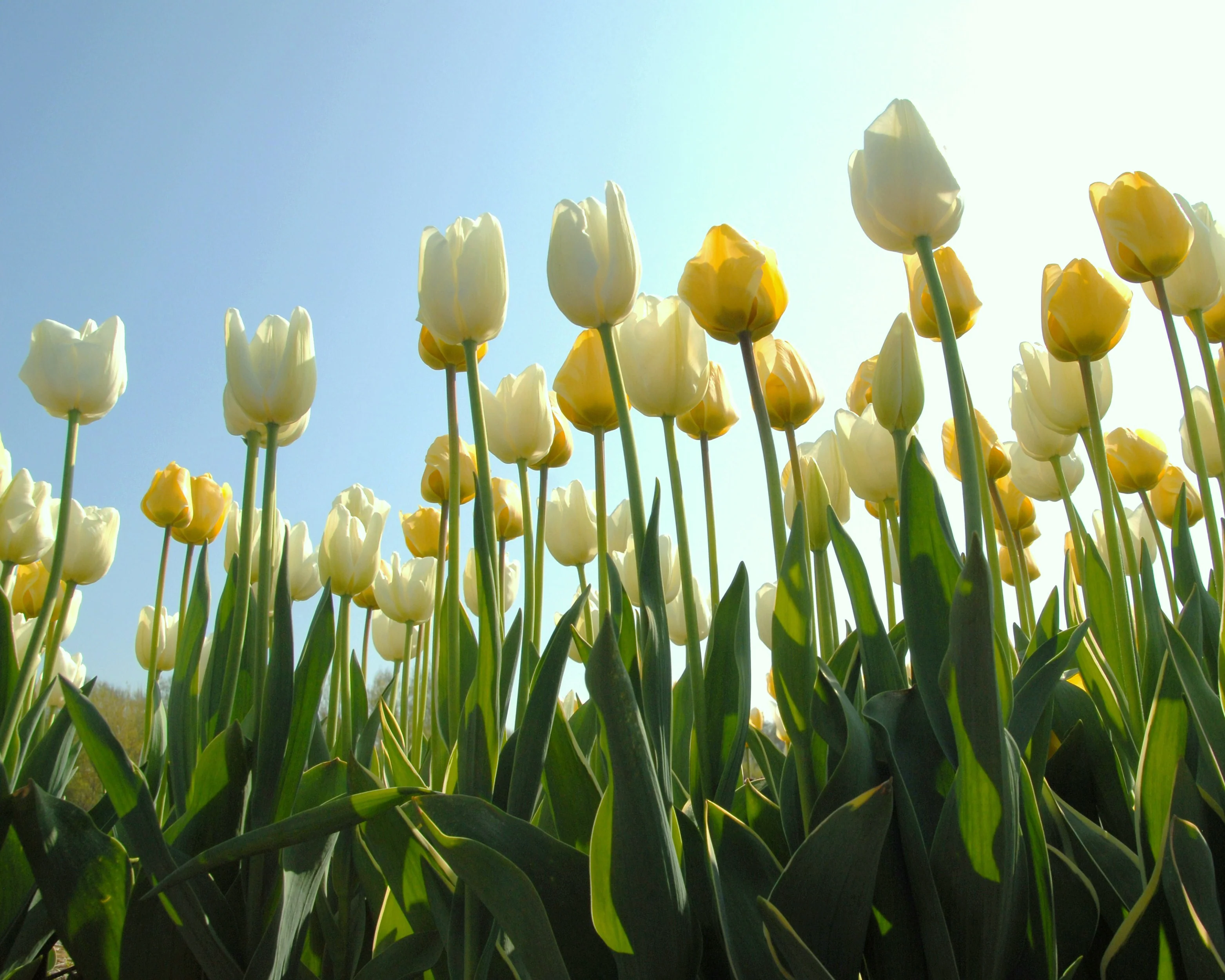 Tulip 'Hakuun' - Image 8